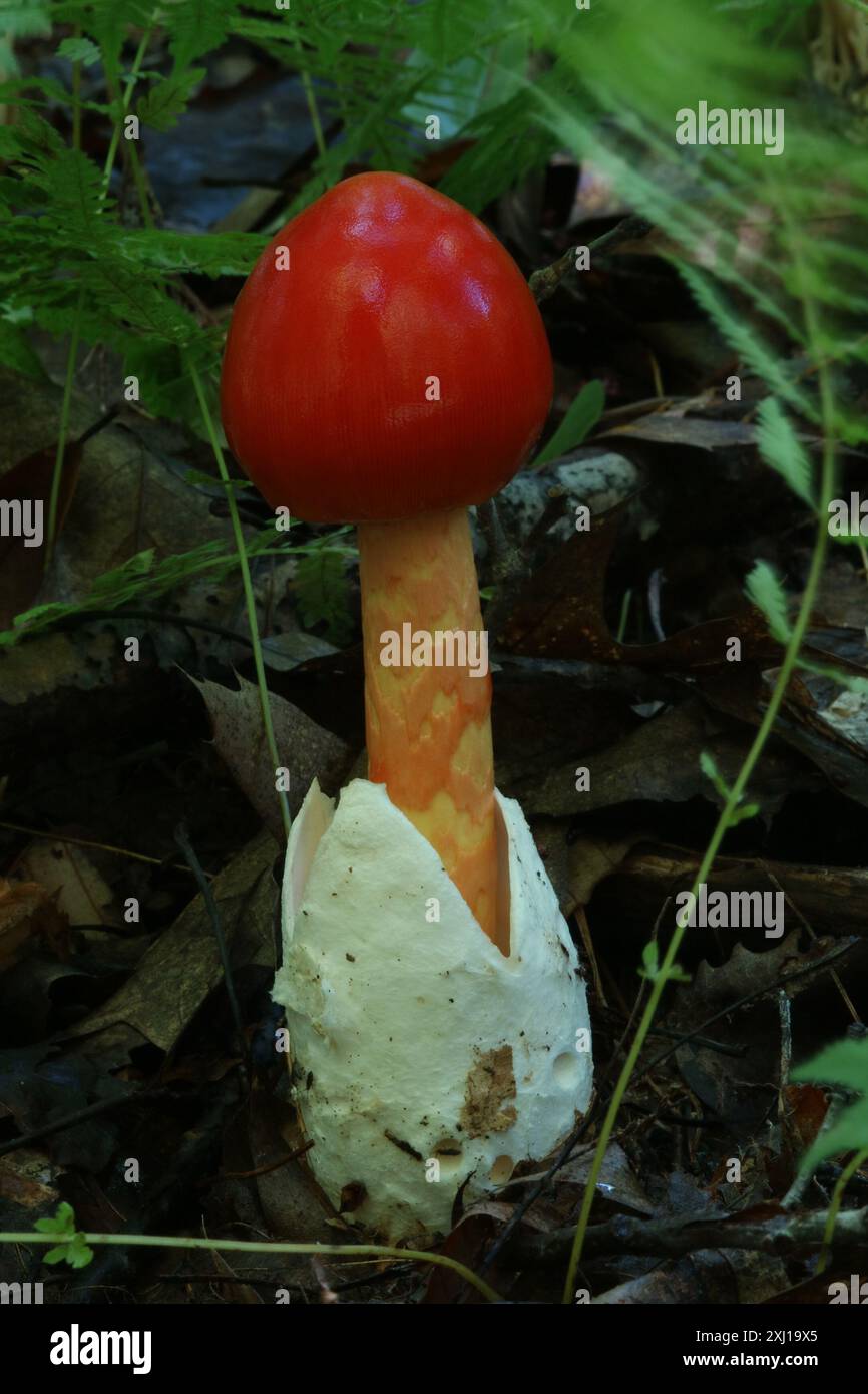 Jackson's slender Caesar (Amanita jacksonii) Fungi Stock Photo - Alamy