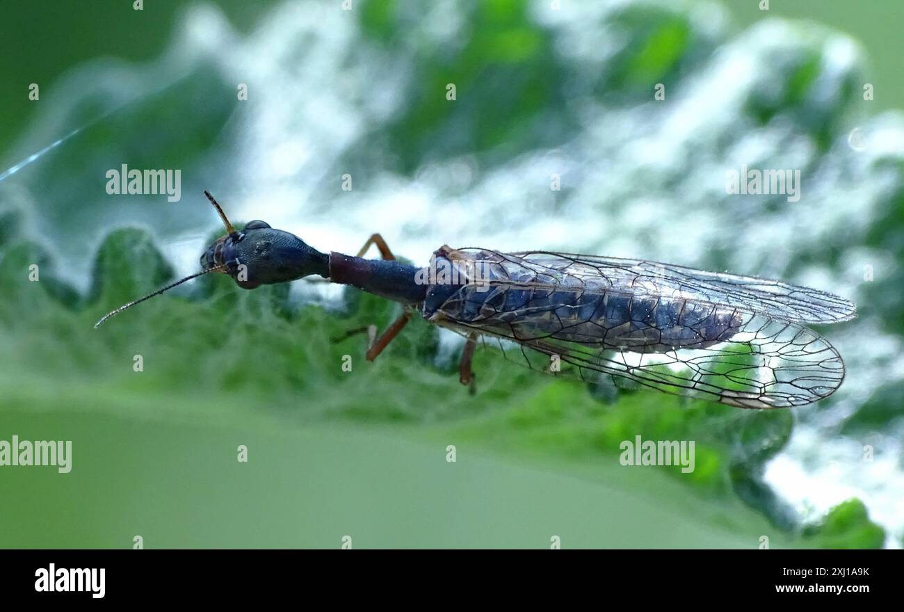 Common Snakeflies (Agulla) Insecta Stock Photo - Alamy