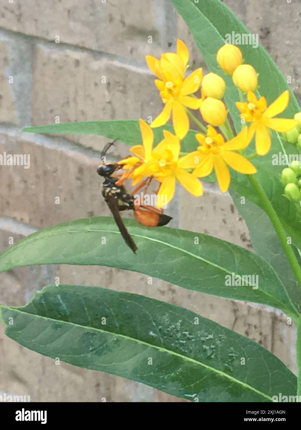Great Golden Digger Wasp (Sphex ichneumoneus) Insecta Stock Photo - Alamy