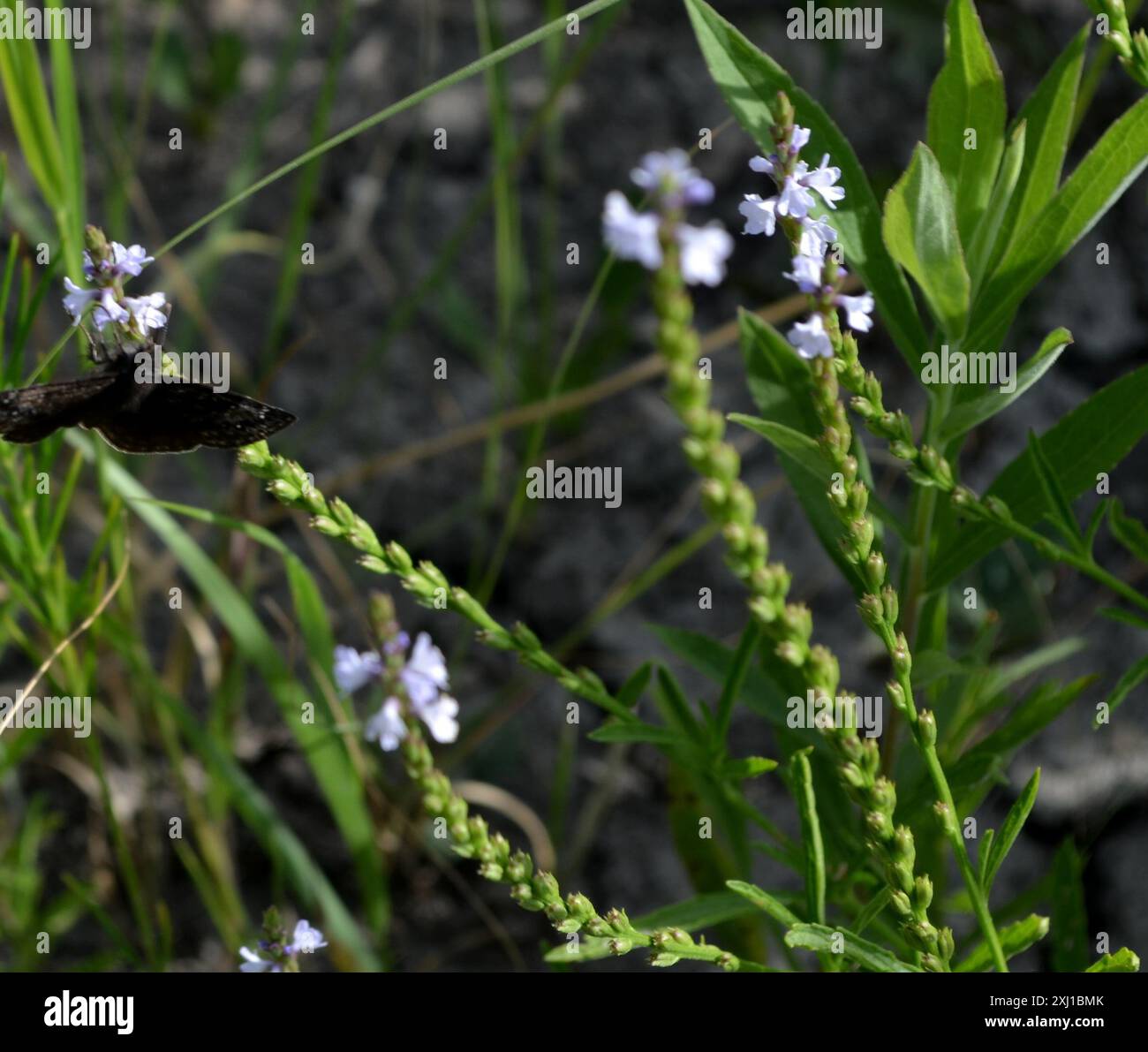 Verbena Simplex Narrowleaf Vervain (Verbena simplex) Plantae Stock Photo - Alamy