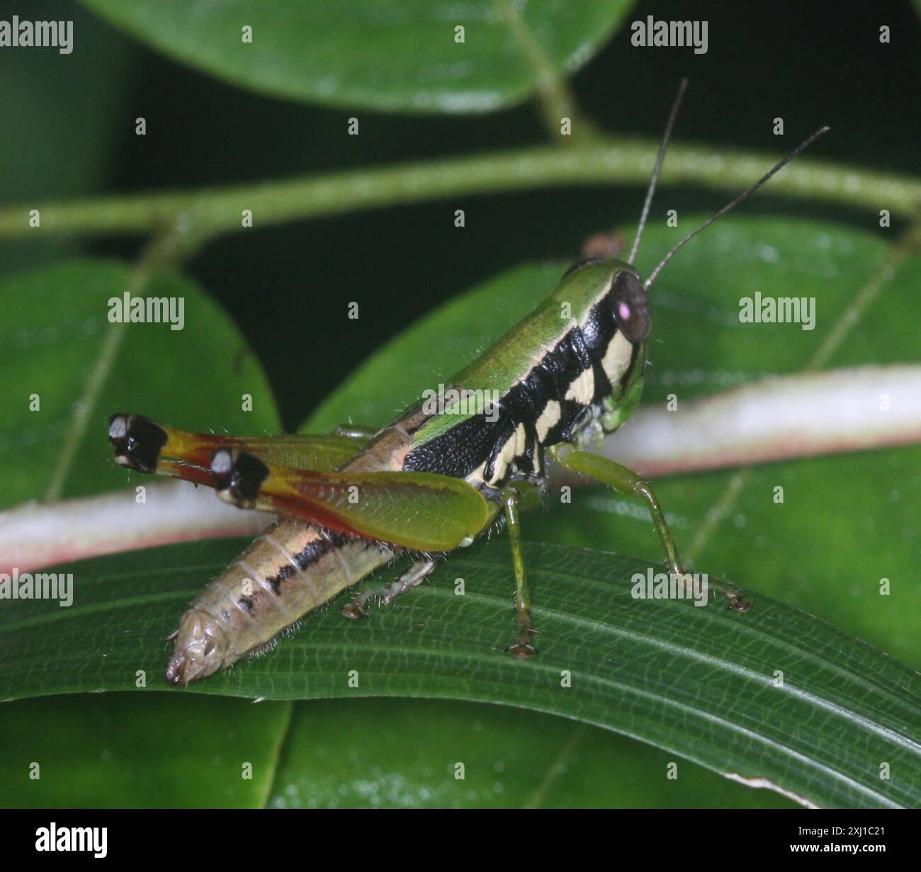 Caryanda hi-res stock photography and images - Alamy