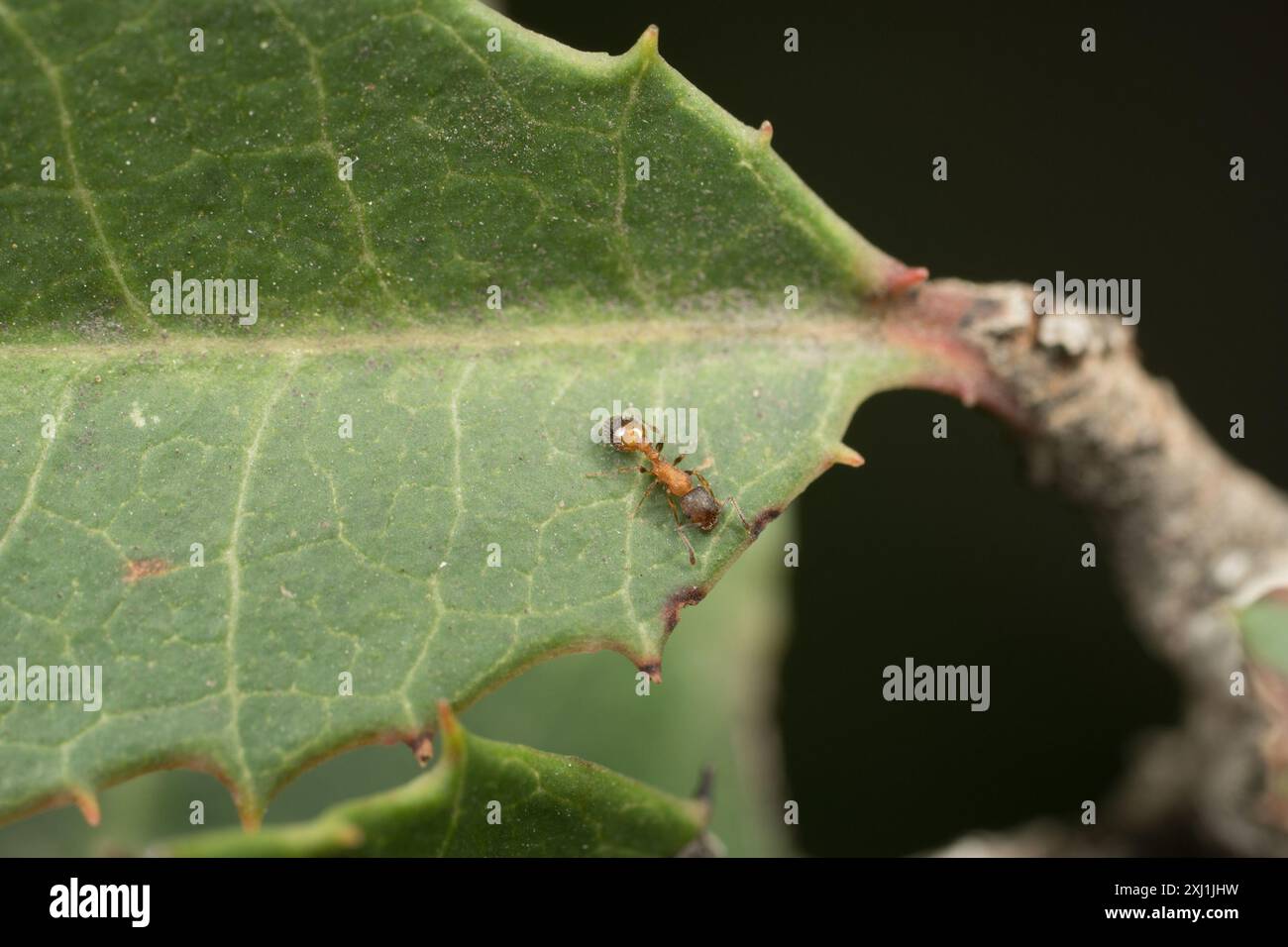 (Temnothorax caguatan) Insecta Stock Photo