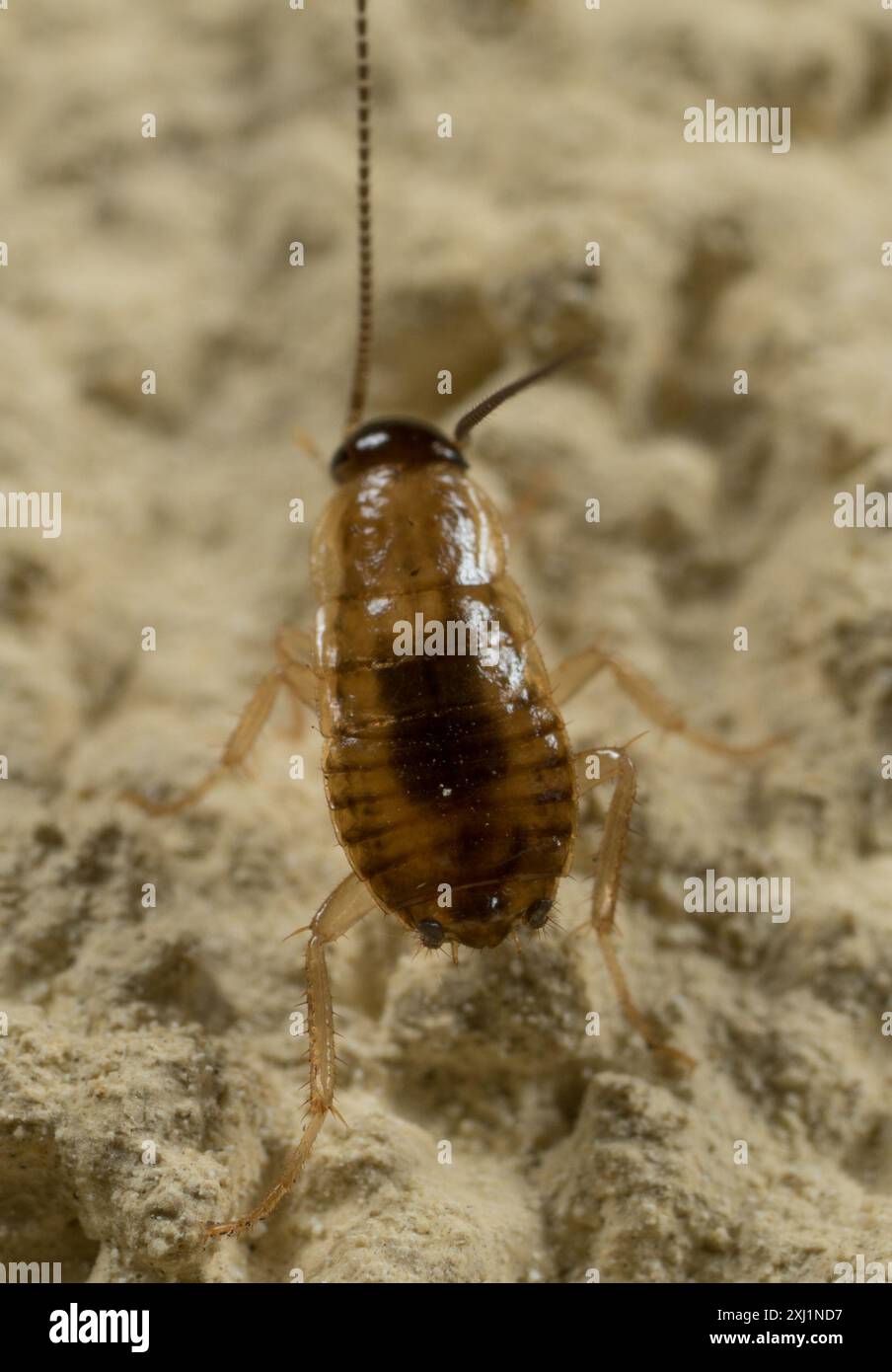 Cockroaches and Termites (Blattodea) Insecta Stock Photo - Alamy