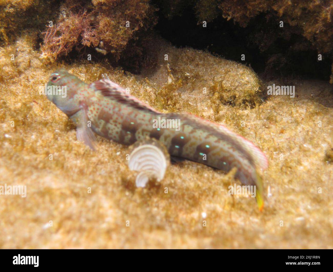 Jewelled Rockskipper Blue-dashed rockskipper (Blenniella periophthalmus) Actinopterygii ...