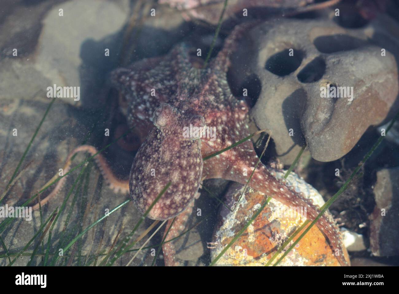 Octopus rubescens hi-res stock photography and images - Alamy