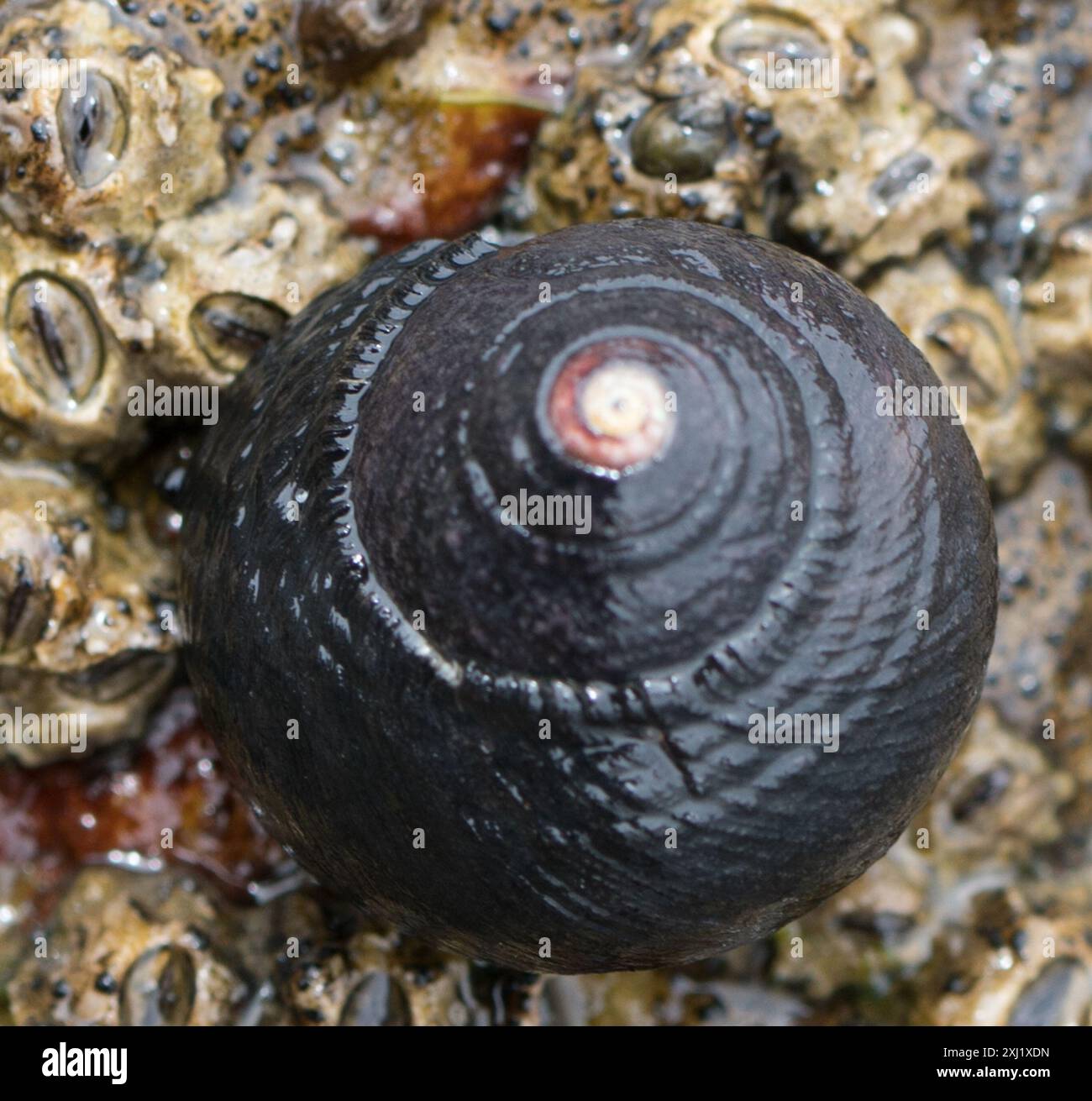 Black Tegula (Tegula funebralis) Mollusca Stock Photo Alamy