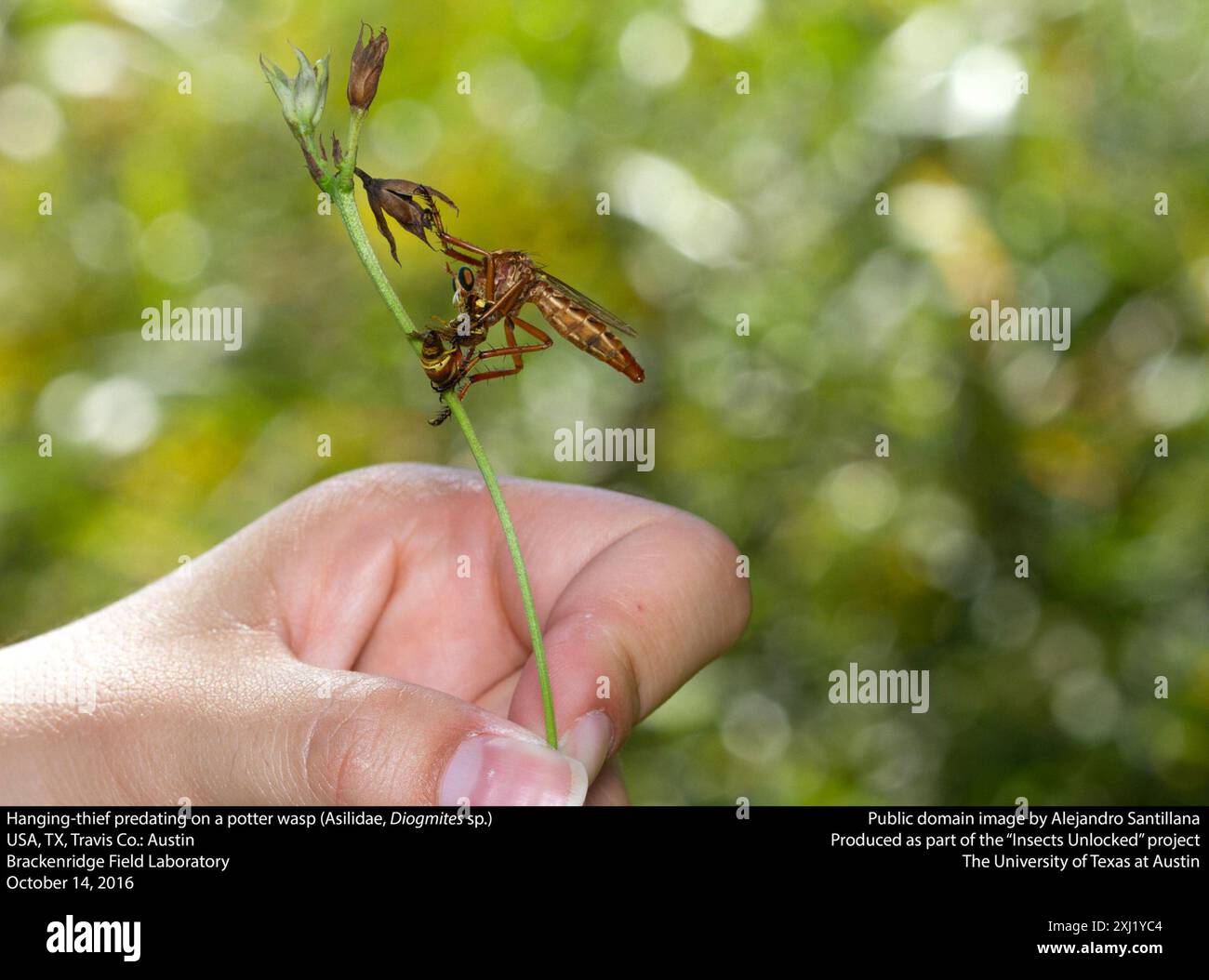 Hanging-thieves (Diogmites) Insecta Stock Photo - Alamy