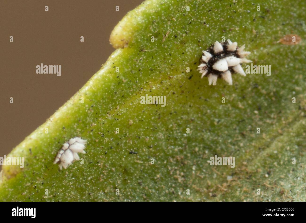 Barnacle Scale (Ceroplastes cirripediformis) Insecta Stock Photo - Alamy