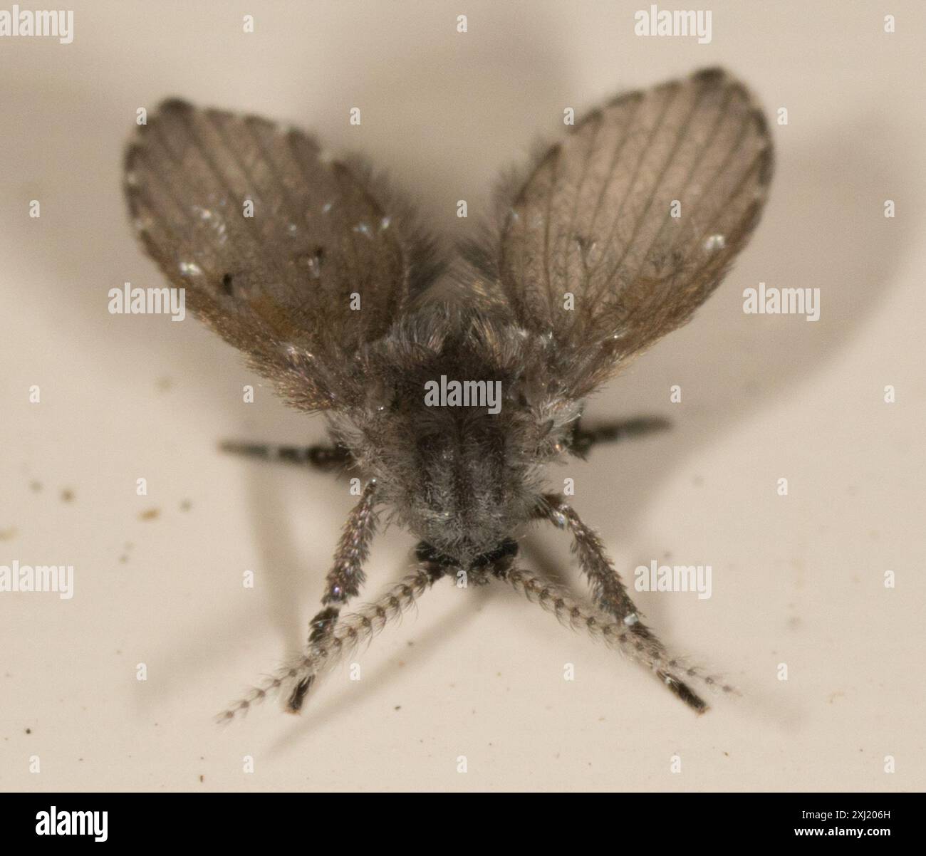 Bathroom Moth Fly (Clogmia albipunctata) Insecta Stock Photo - Alamy