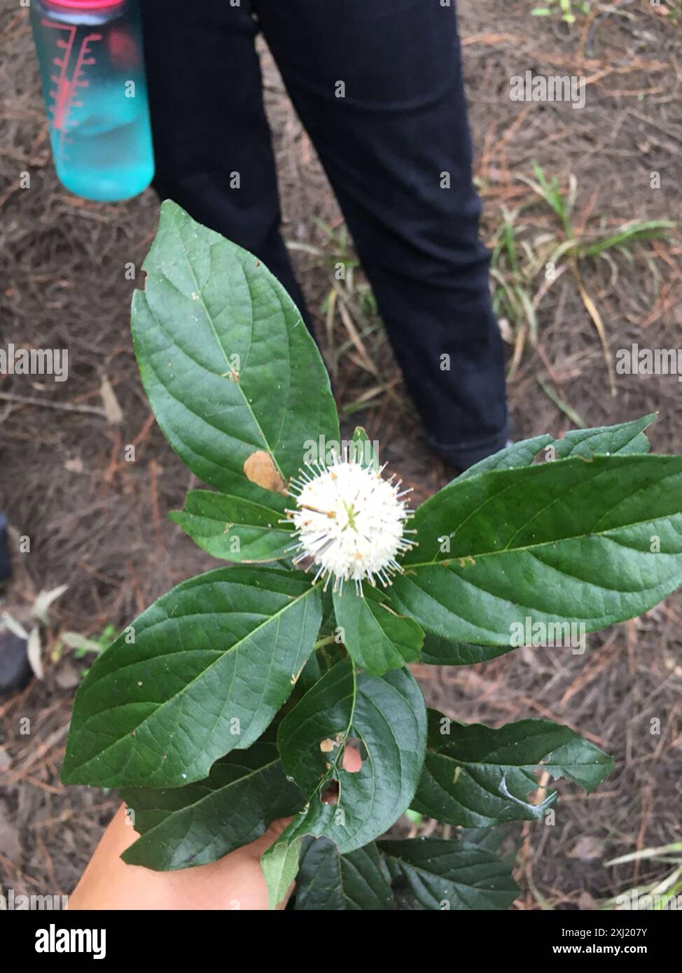 buttonbush (Cephalanthus occidentalis) Plantae Stock Photo - Alamy