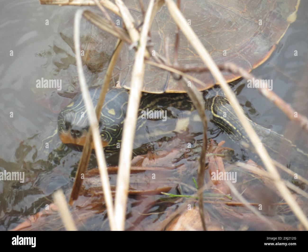Northern Map Turtle (Graptemys geographica) Reptilia Stock Photo - Alamy