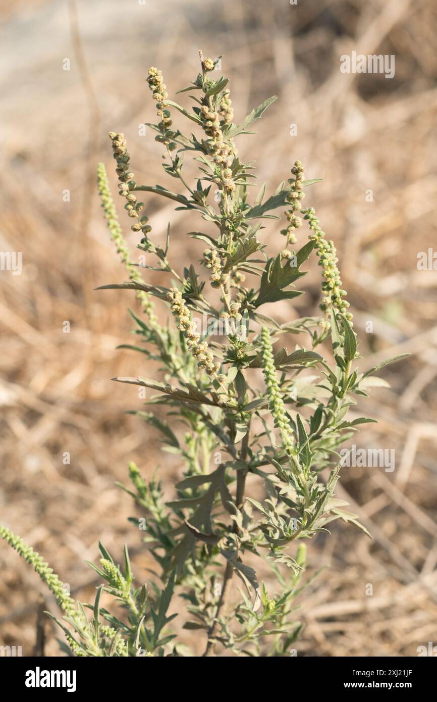 Ragweeds (Ambrosia) Plantae Stock Photo - Alamy