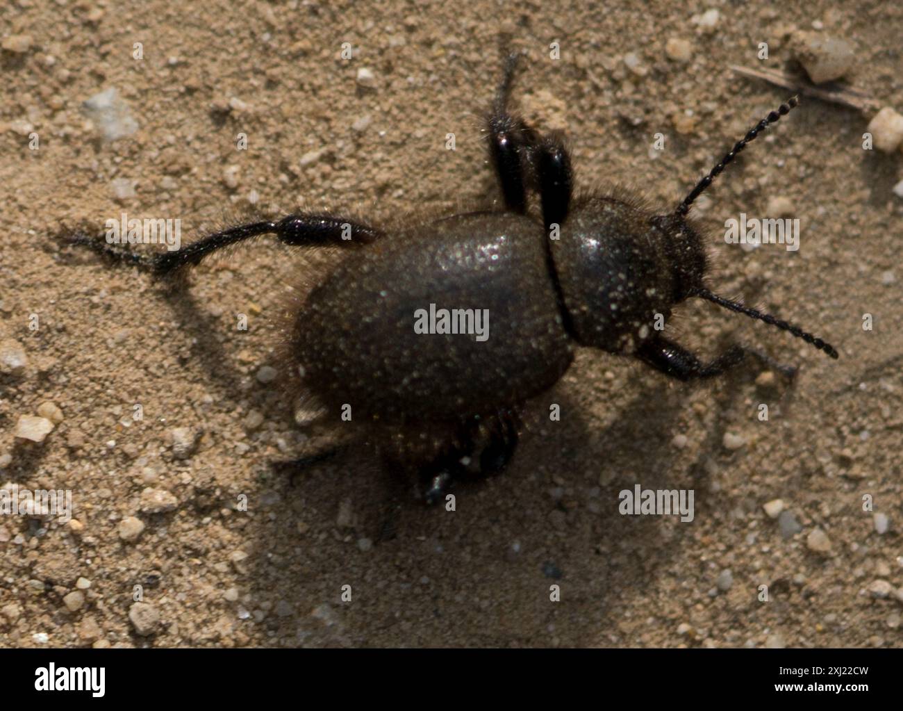 Woolly Darkling Beetle (Eleodes osculans) Insecta Stock Photo - Alamy