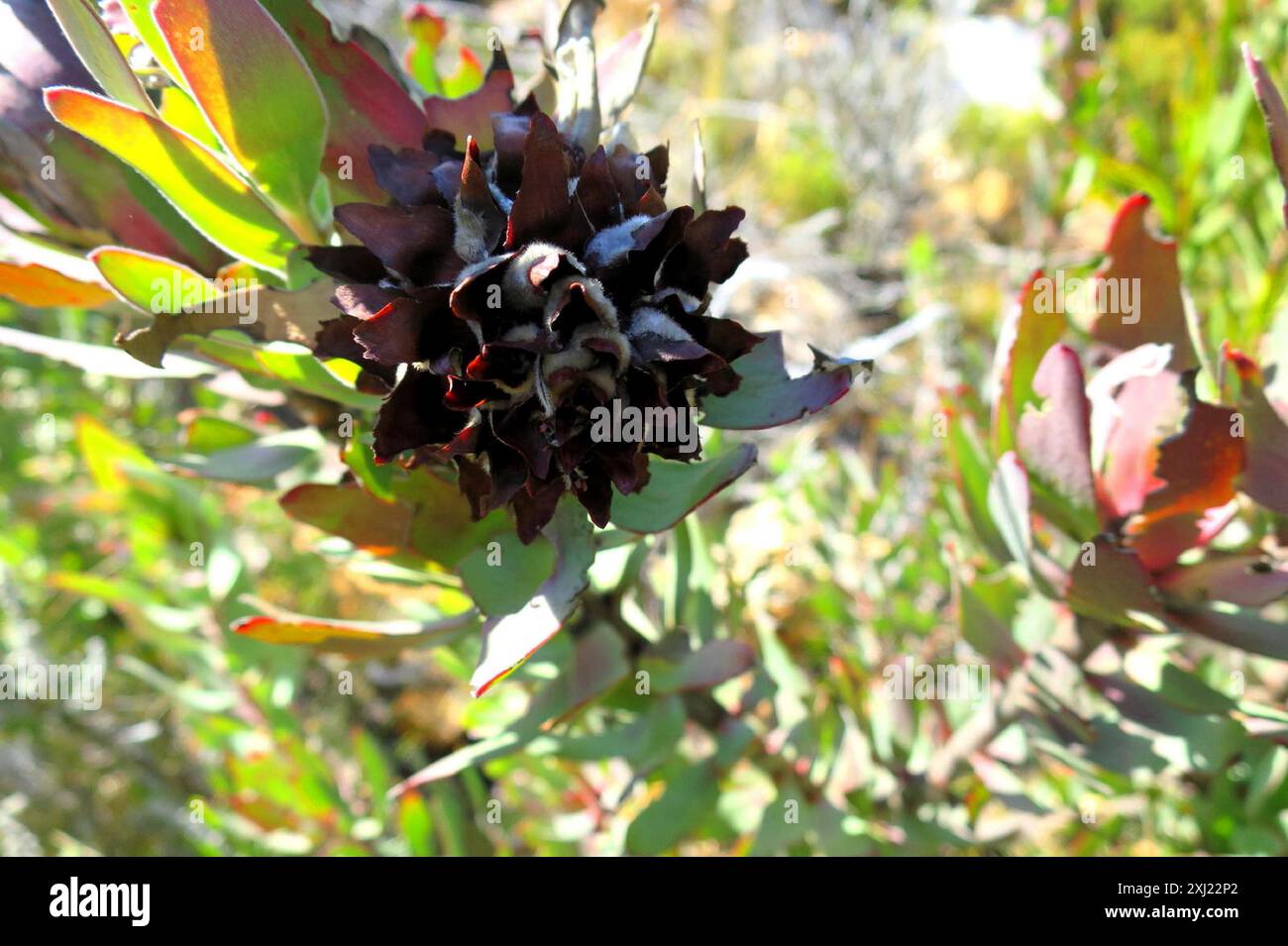 Sun Conebushes (Nucifera) Plantae Stock Photo