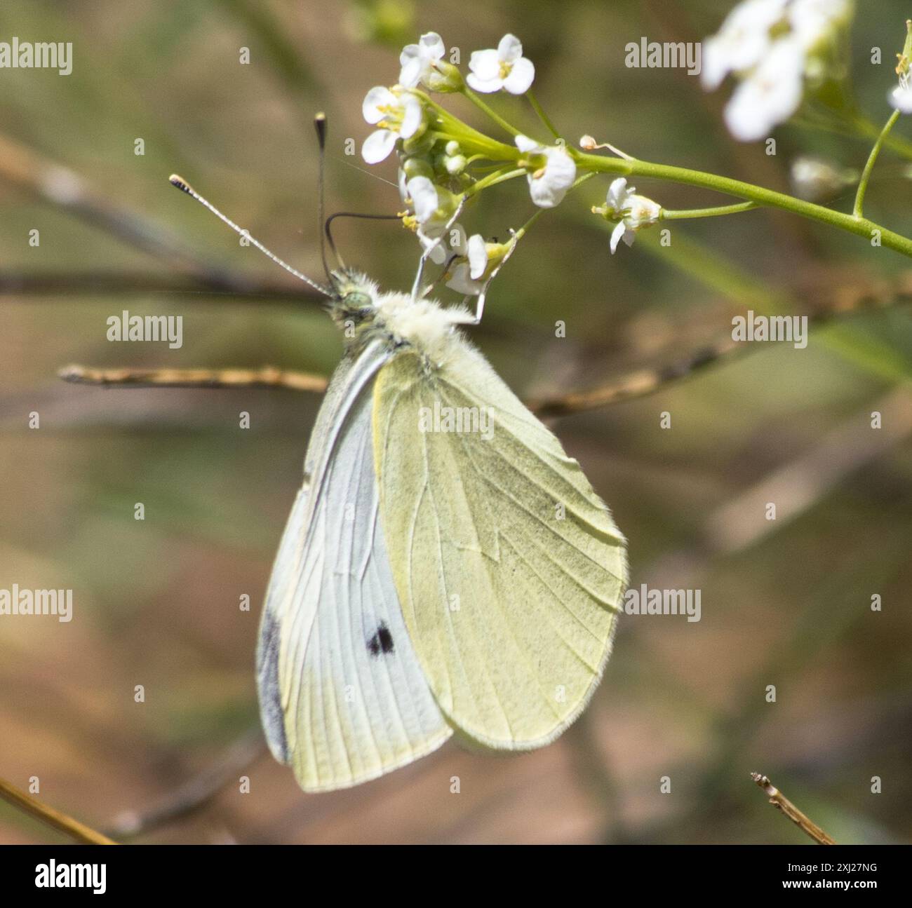 Small White (Pieris rapae) Insecta Stock Photo - Alamy