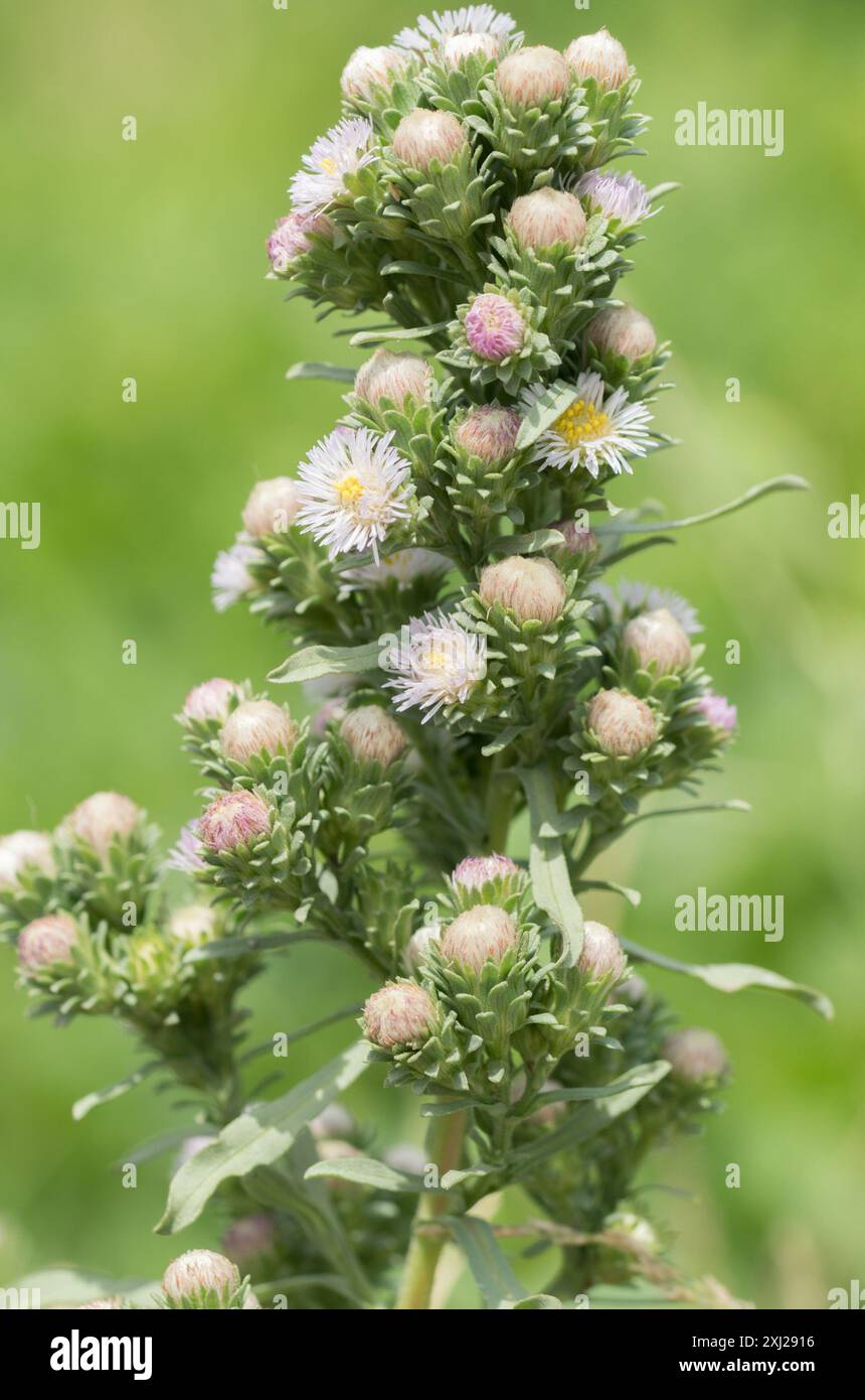 short-rayed alkali aster (Symphyotrichum frondosum) Plantae Stock Photo ...