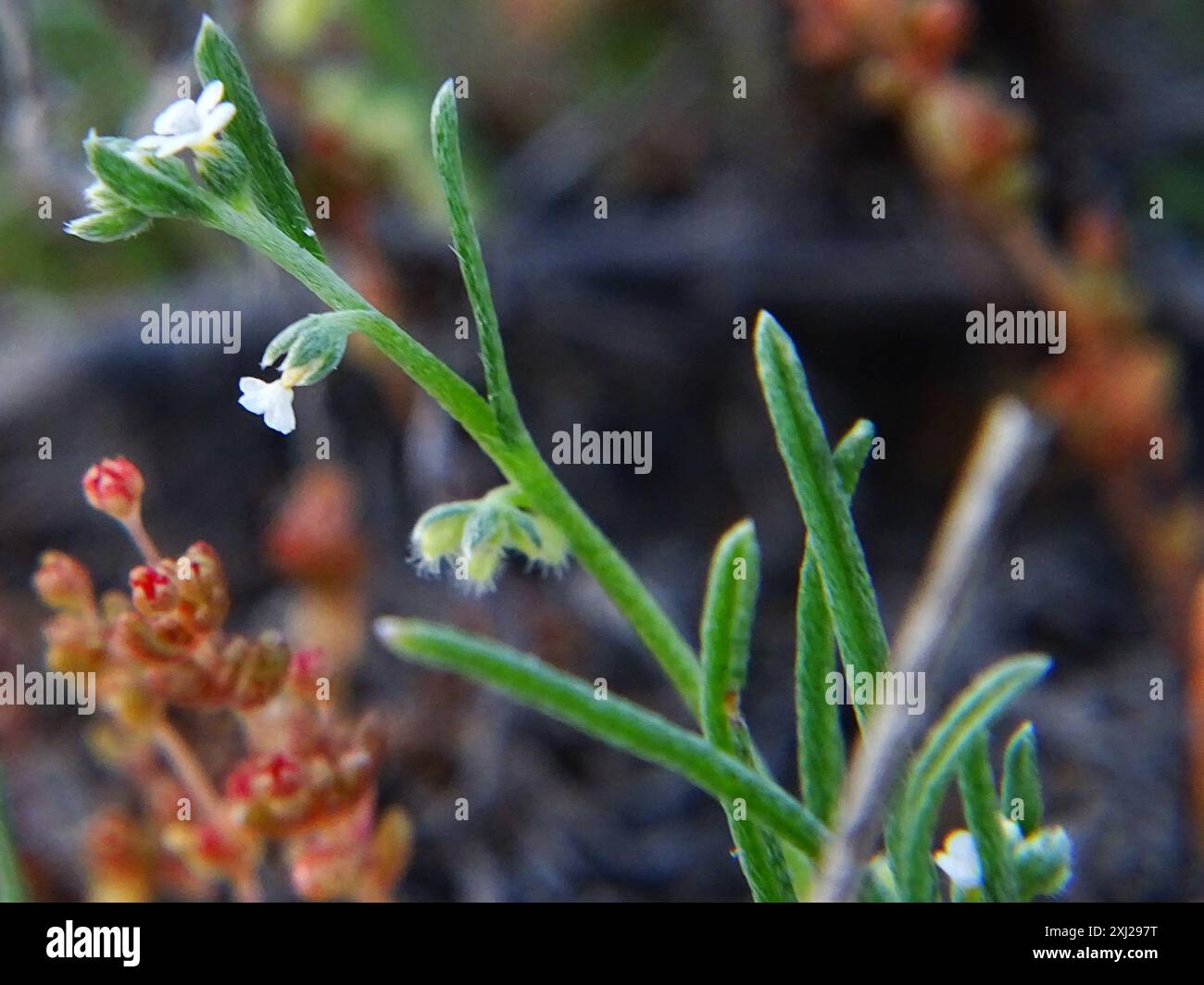 sleeping combseed (Pectocarya penicillata) Plantae Stock Photo - Alamy