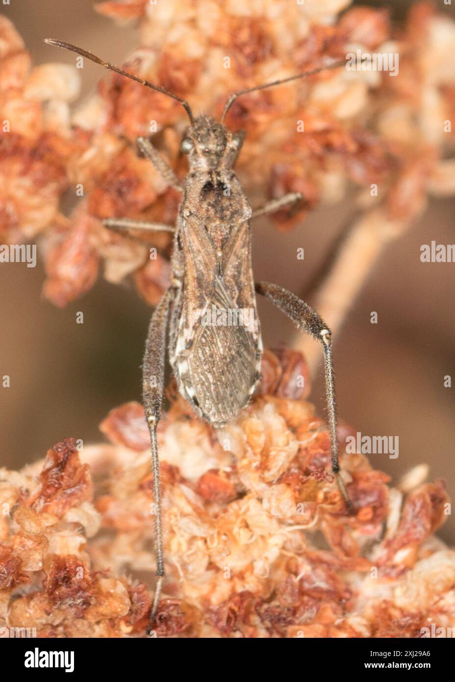Tooley Insect Tollius hi-res stock photography and images - Alamy