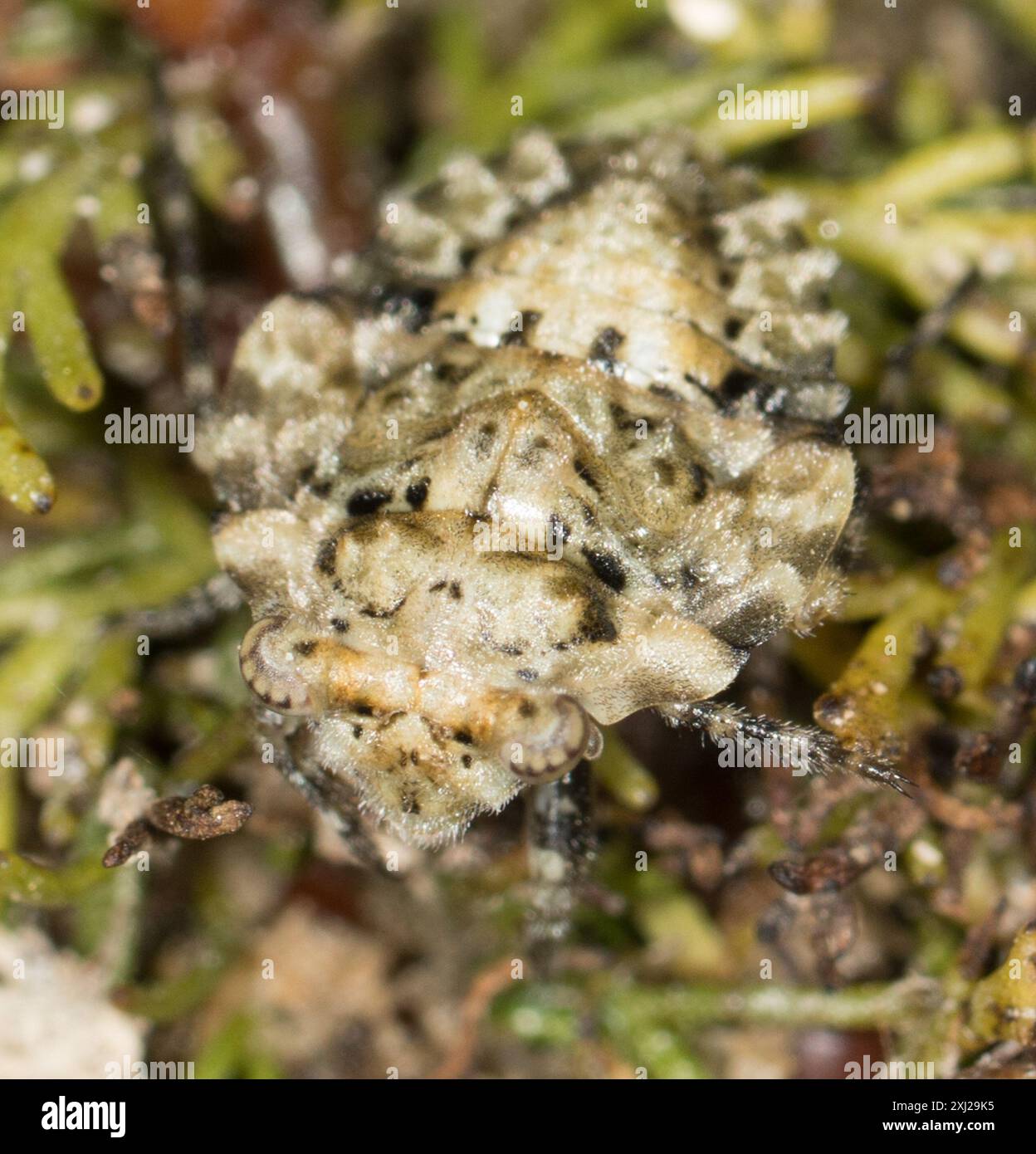 Gelastocoris oculatus hi-res stock photography and images - Alamy