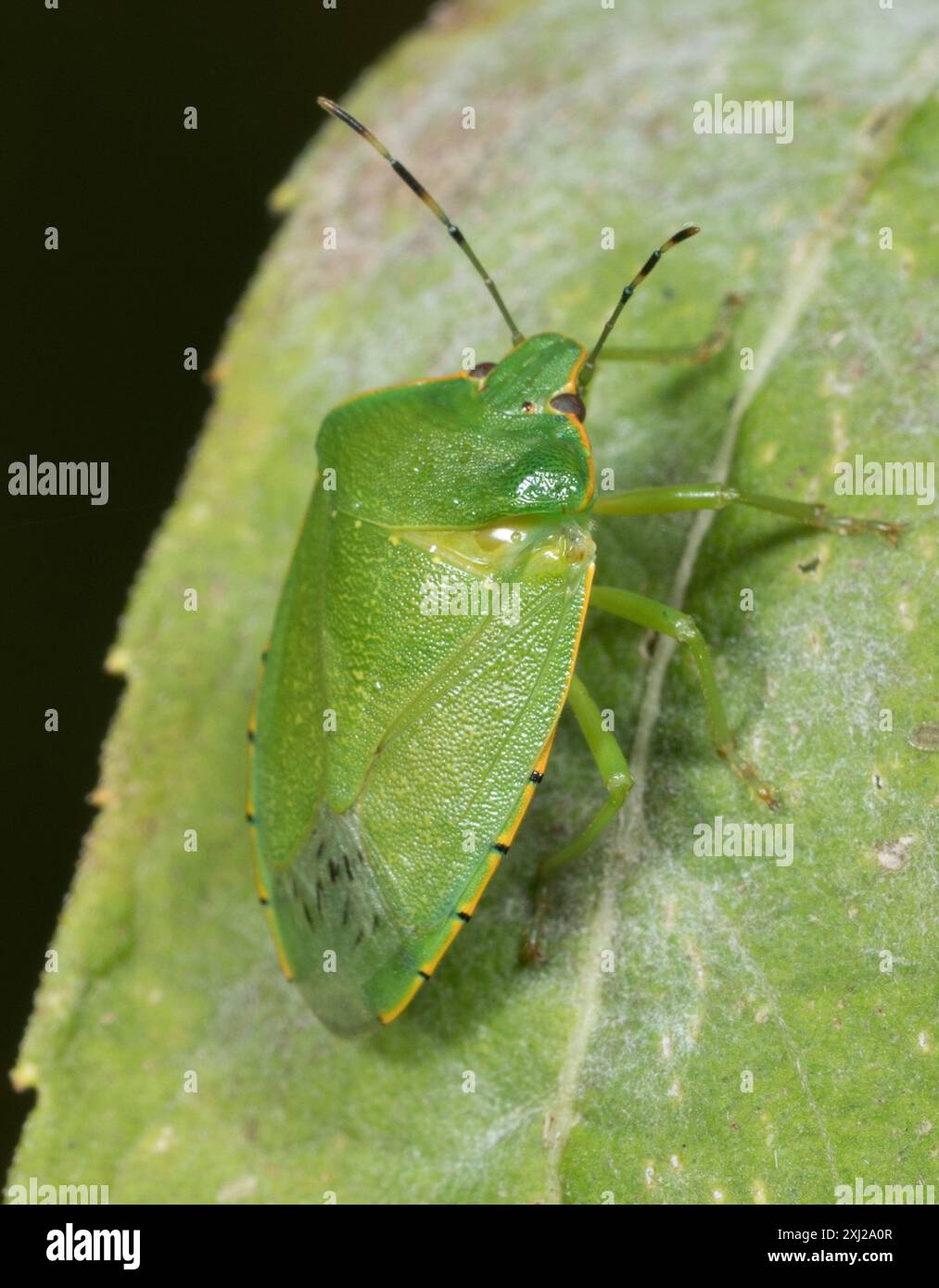 Green Stink Bug (Chinavia hilaris) Insecta Stock Photo - Alamy