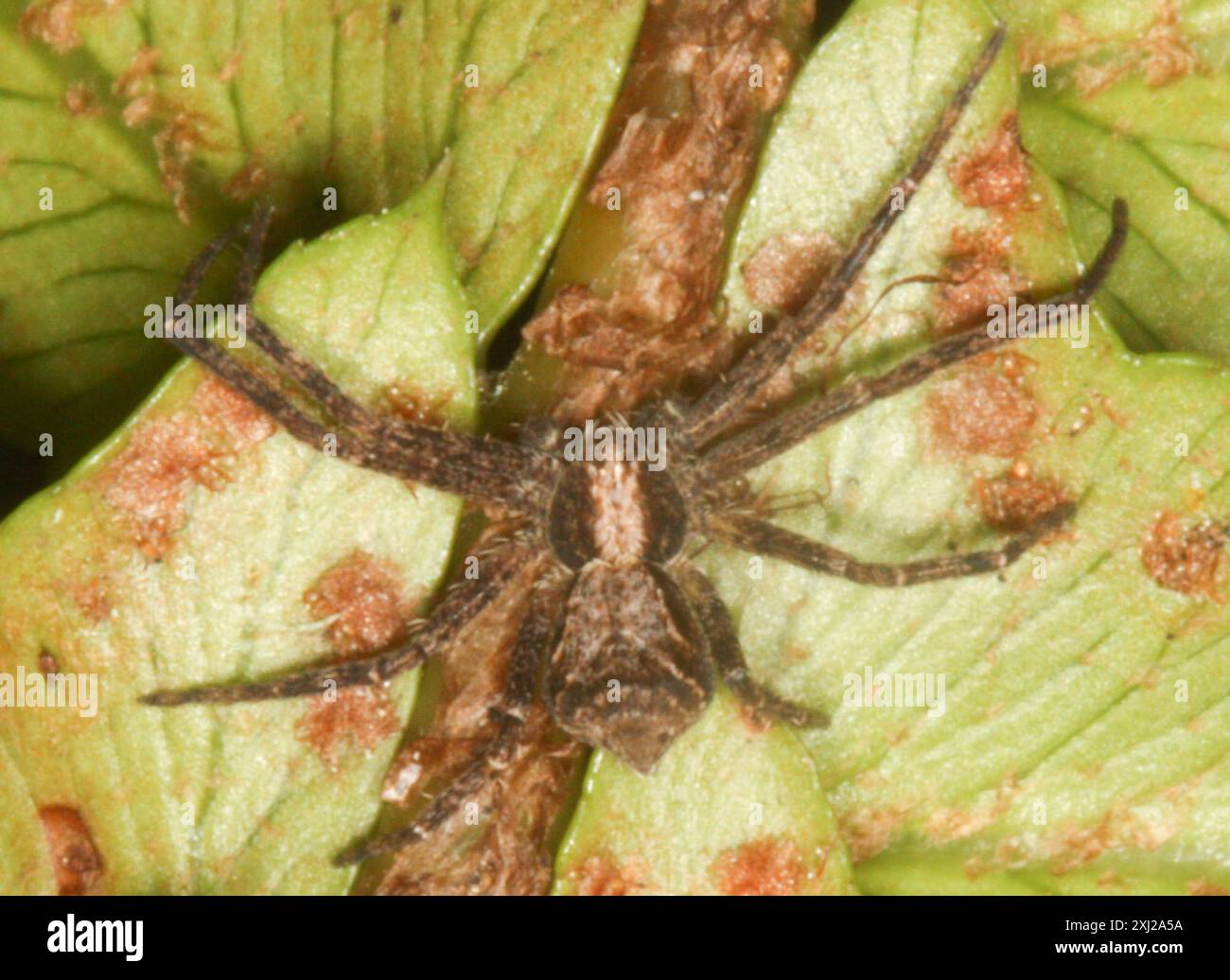 Crab Spiders (Thomisidae) Arachnida Stock Photo - Alamy