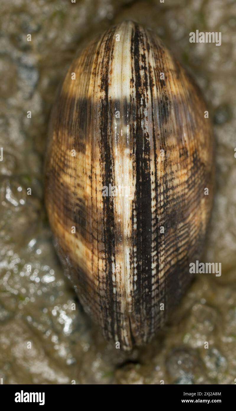 Japanese Littleneck (Ruditapes philippinarum) Mollusca Stock Photo - Alamy