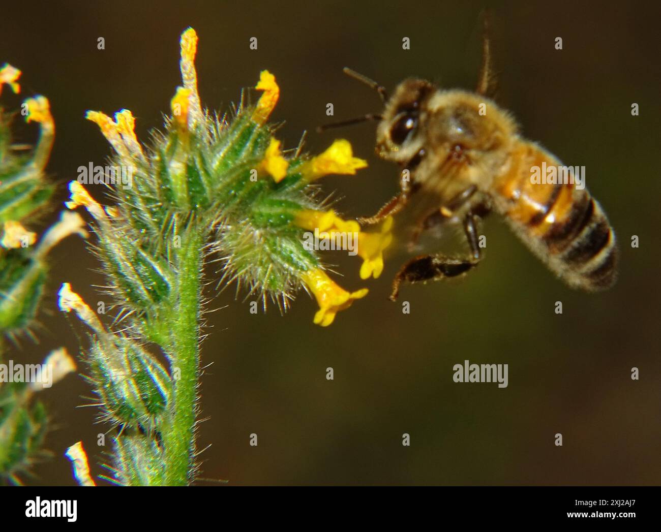 Western Honey Bee (Apis mellifera) Insecta Stock Photo - Alamy