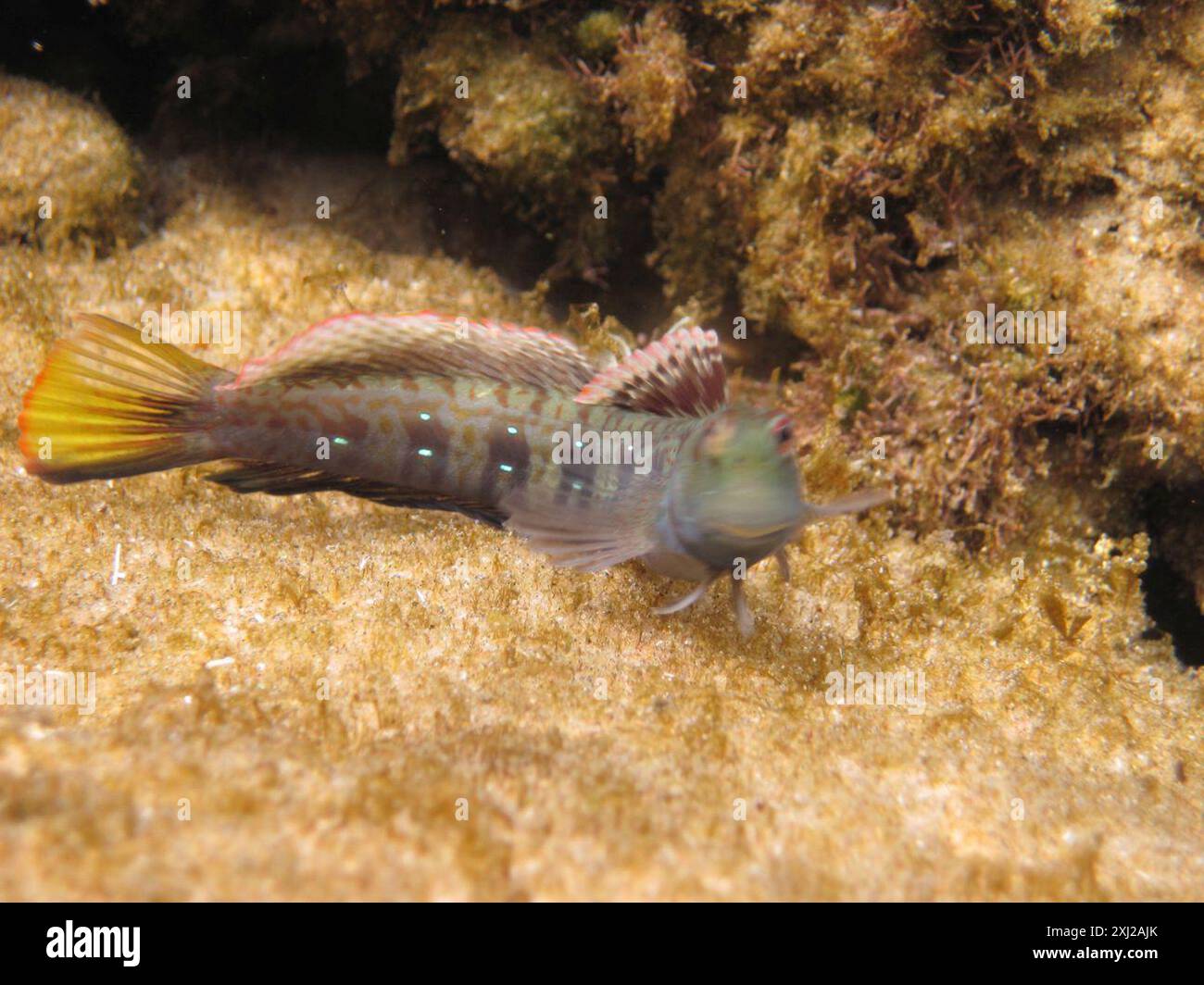 Jewelled Rockskipper Blue-dashed rockskipper (Blenniella periophthalmus) Actinopterygii ...