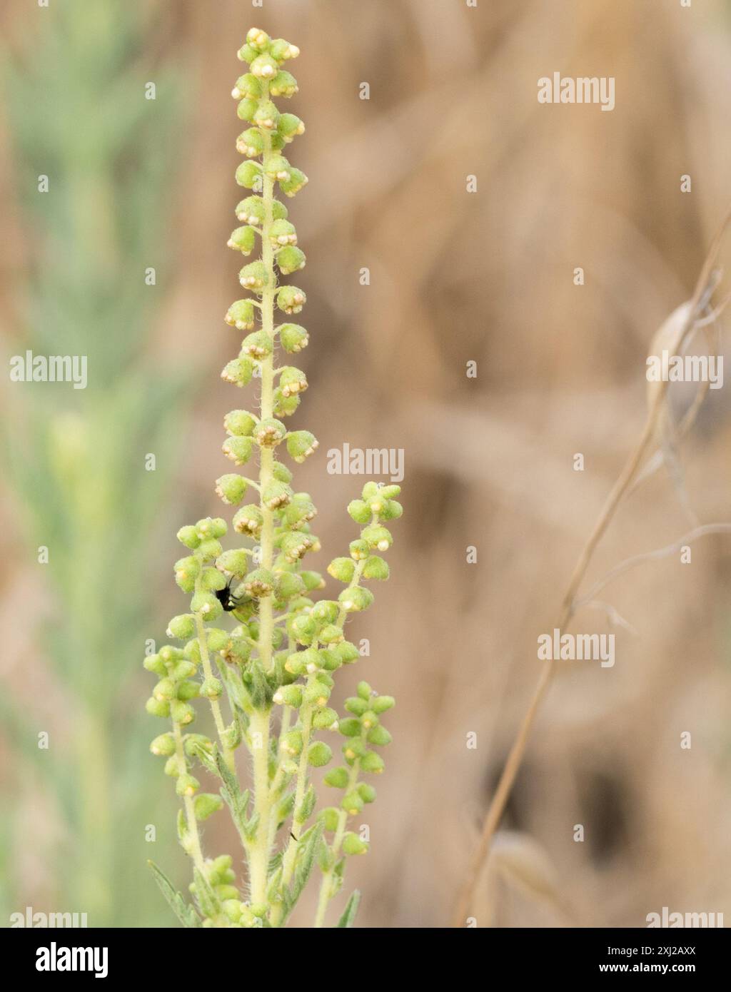 Ragweeds (Ambrosia) Plantae Stock Photo - Alamy
