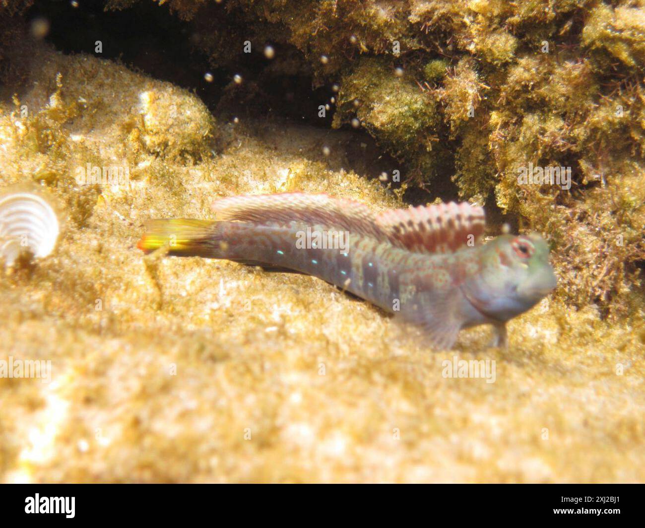 Jewelled Rockskipper Blue-dashed rockskipper (Blenniella periophthalmus) Actinopterygii ...