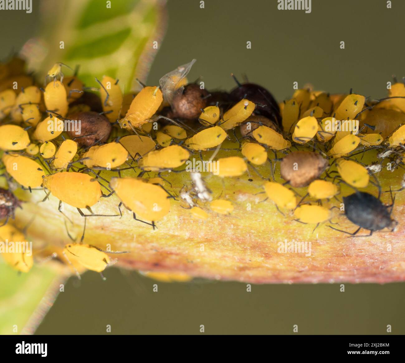 Oleander Insect Oleander Aphid (Aphis nerii) Insecta Stock Photo - Alamy
