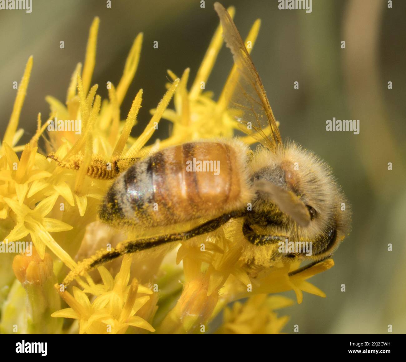 Western Honey Bee (Apis mellifera) Insecta Stock Photo - Alamy