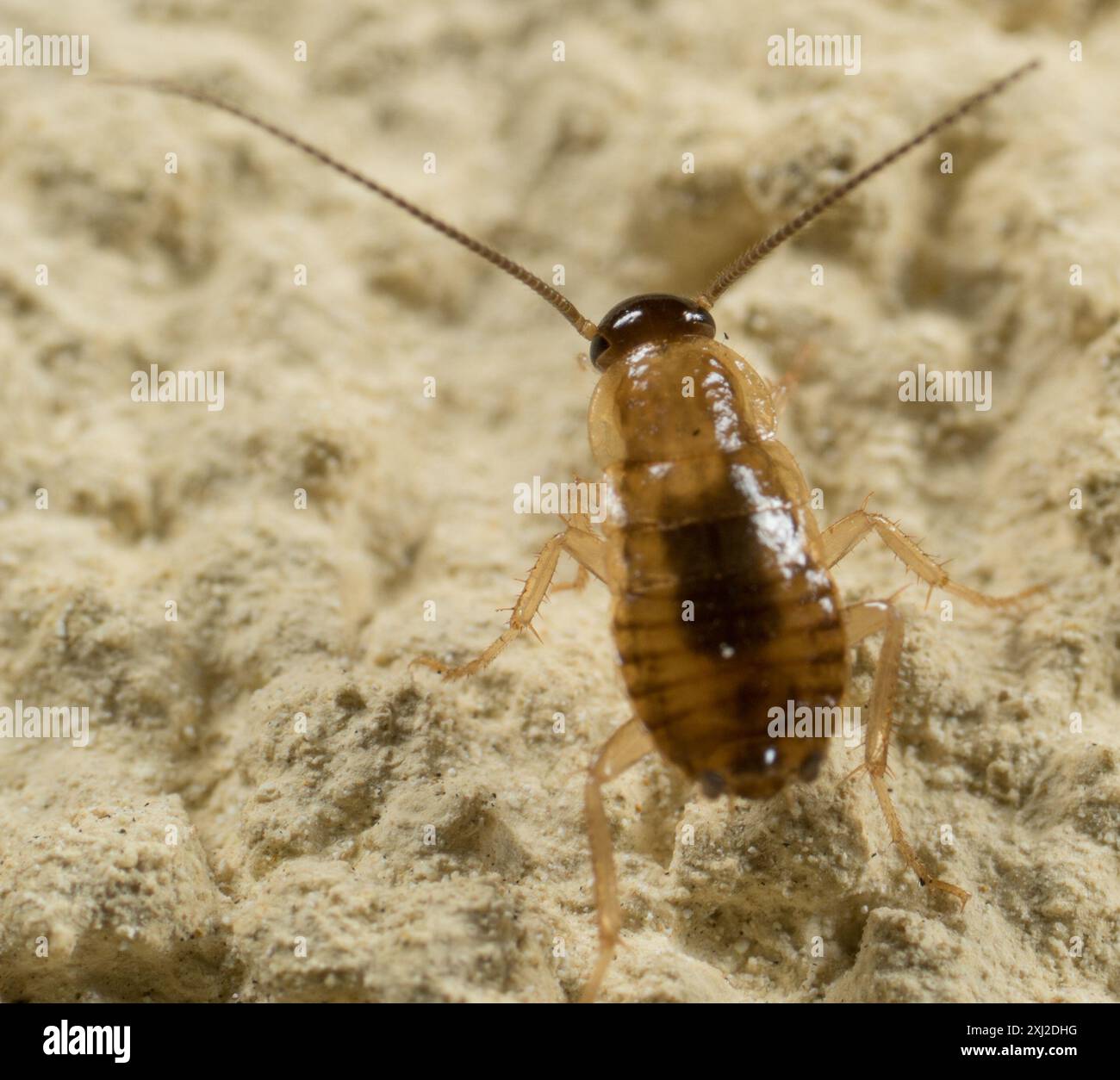 Cockroaches and Termites (Blattodea) Insecta Stock Photo - Alamy