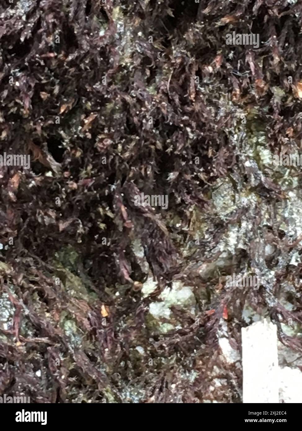 Andreaea rothii hi-res stock photography and images - Alamy