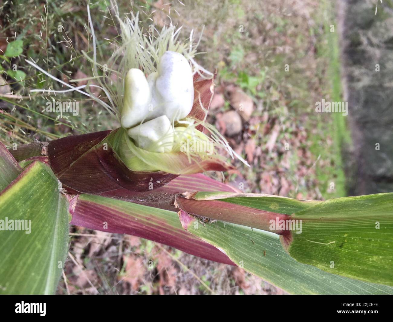 Mycosarcoma Corn Smut (Mycosarcoma maydis) Fungi Stock Photo - Alamy