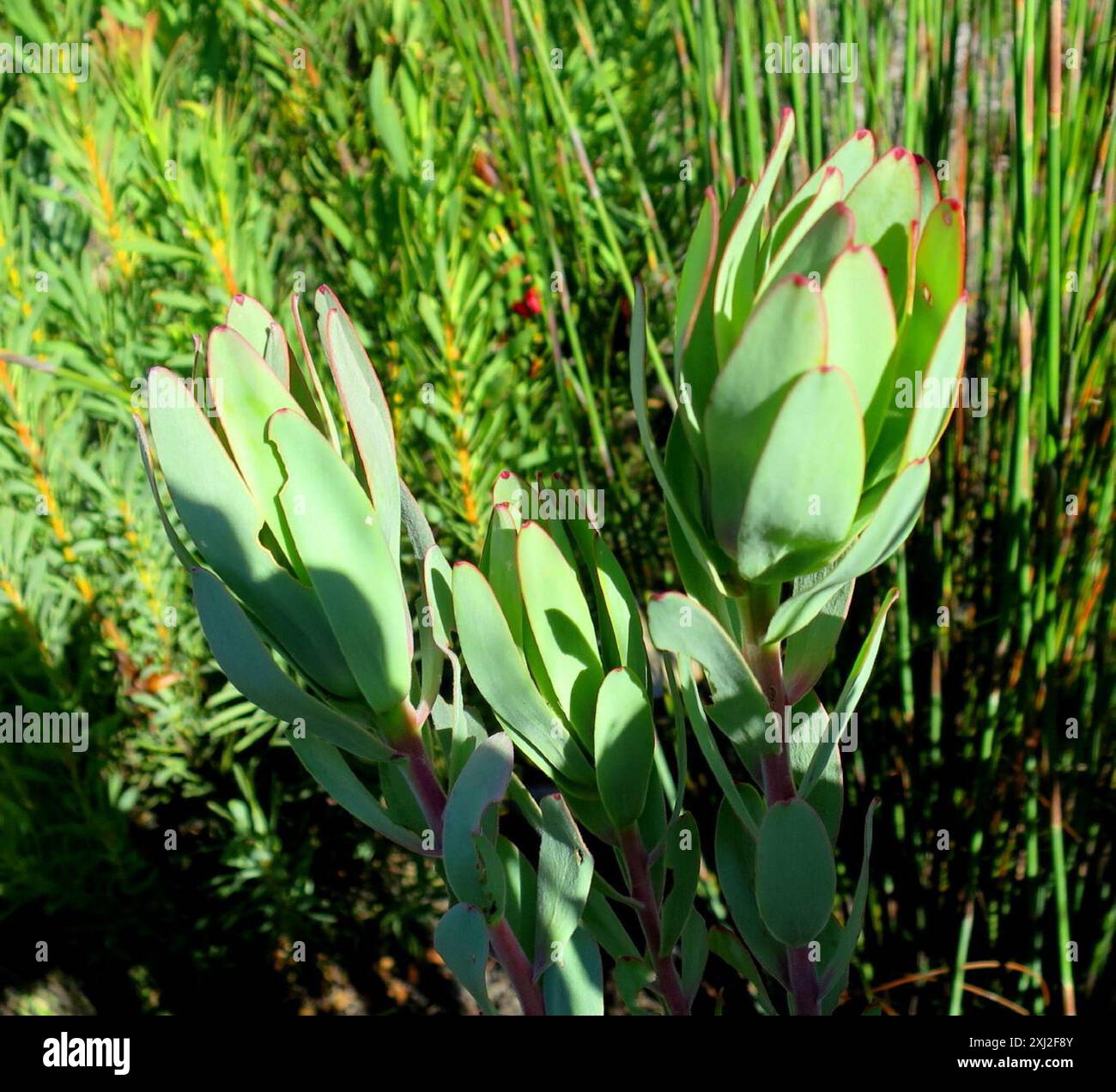 Sun Conebushes (Nucifera) Plantae Stock Photo