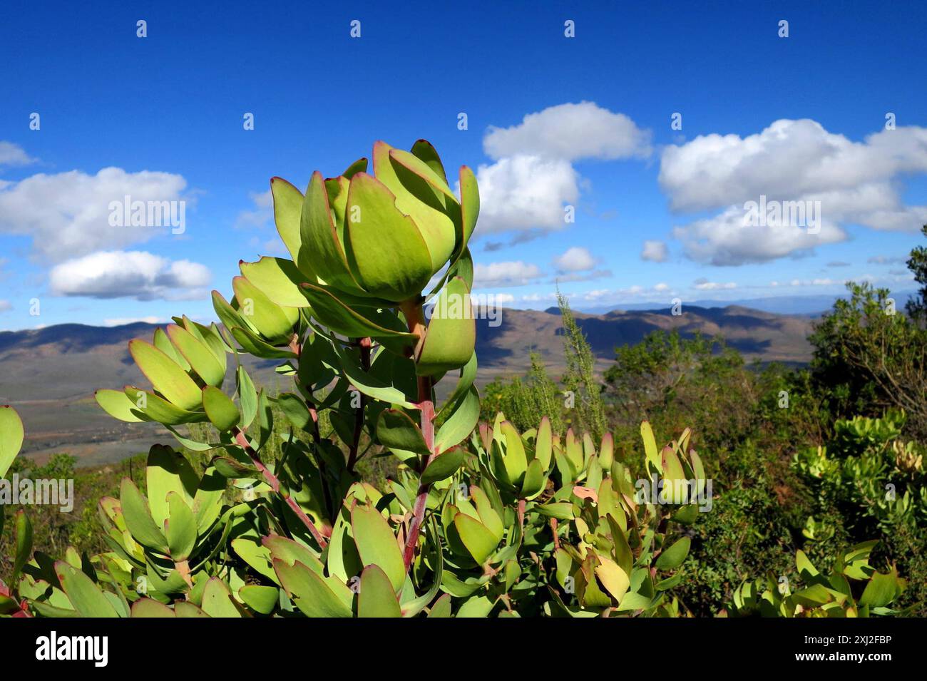 Spicy Conebush (Leucadendron tinctum) Plantae Stock Photo