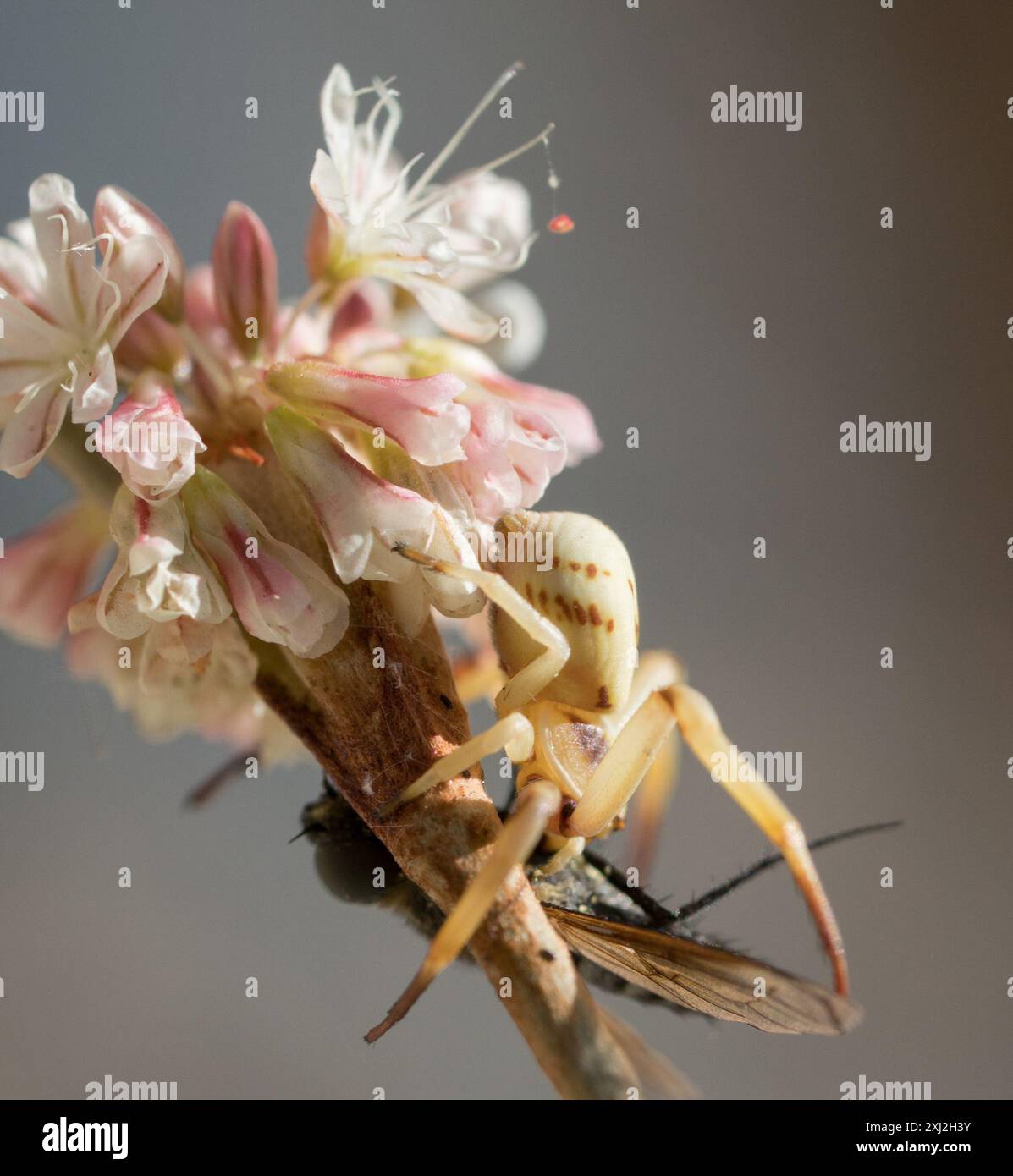 White-banded Crab Spider (Misumenoides formosipes) Arachnida Stock