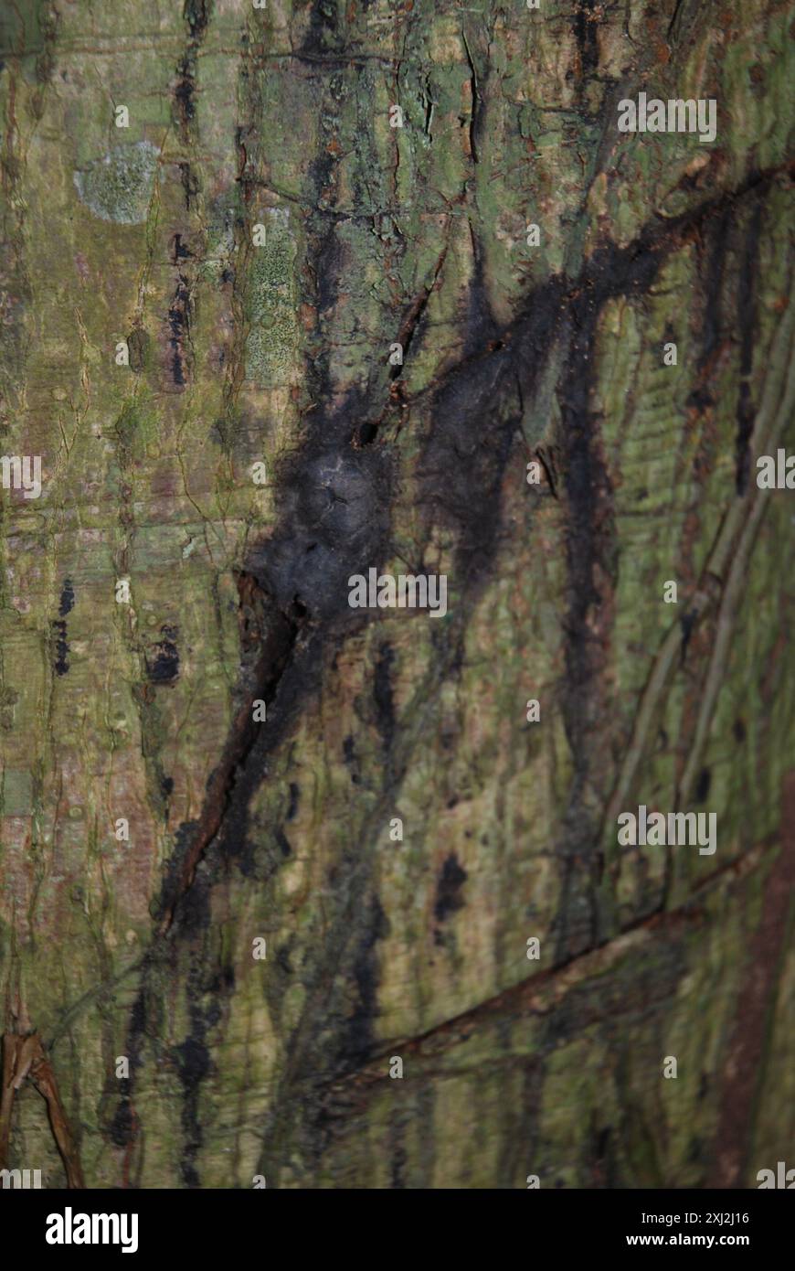 Panama rubber tree hi-res stock photography and images - Alamy