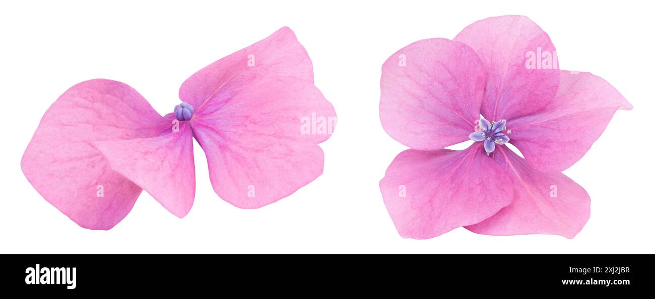 Pink Hydrangea flower isolated on white background Stock Photo - Alamy