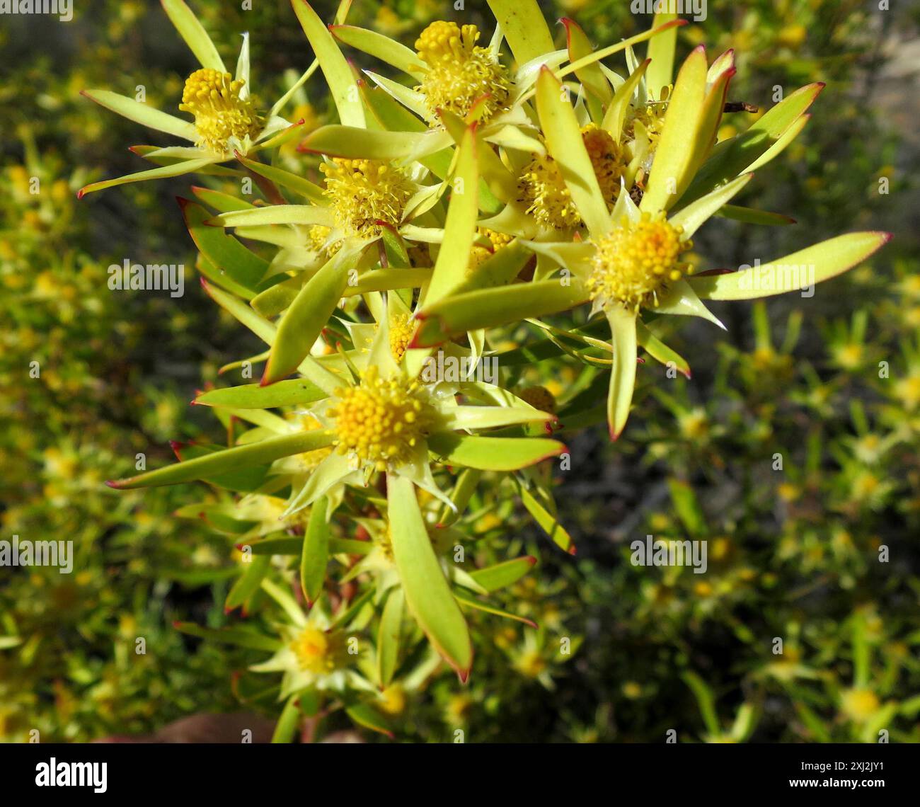 Gumleaf Conebush (Leucadendron eucalyptifolium) Plantae Stock Photo - Alamy