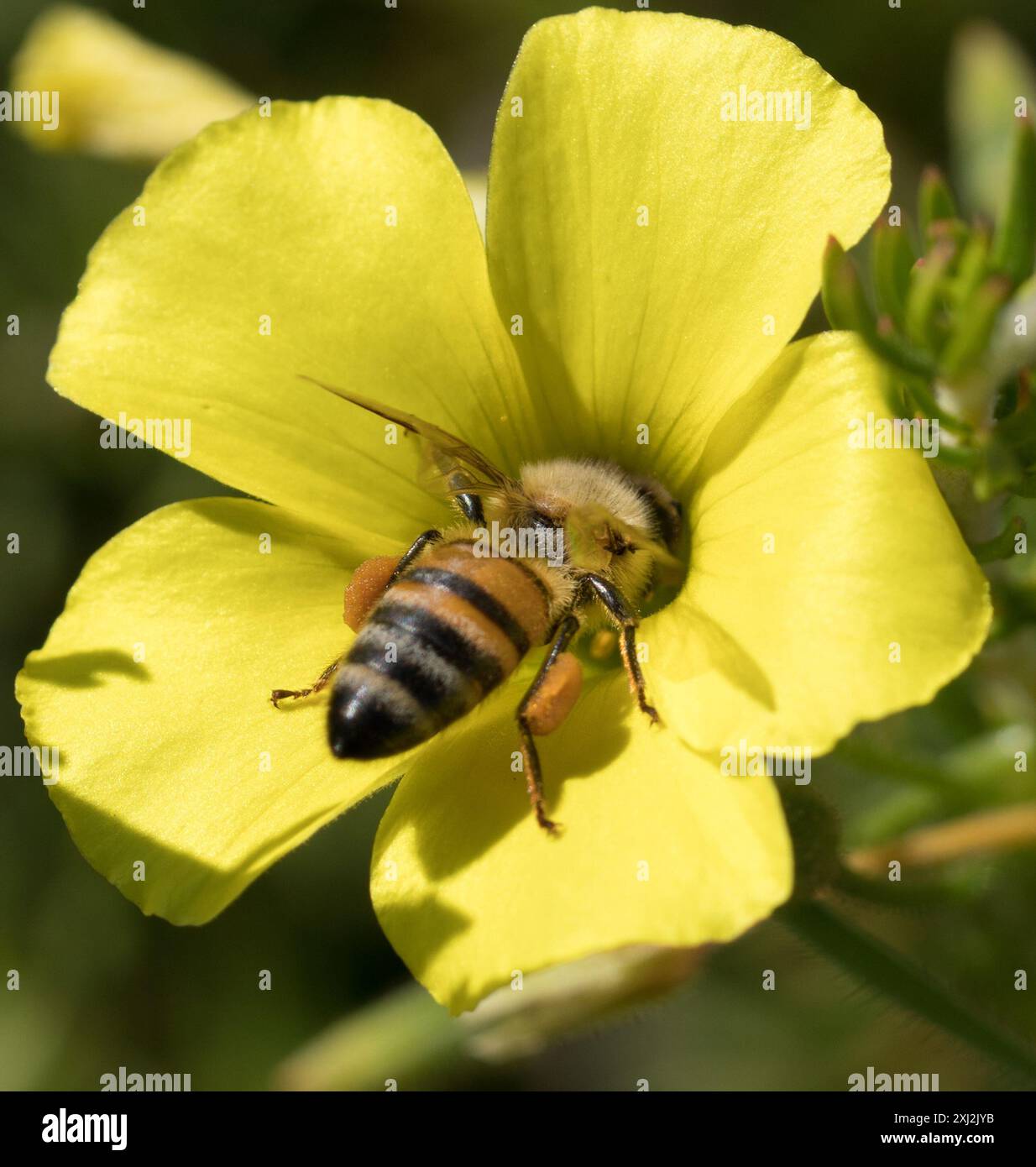 Western Honey Bee (Apis mellifera) Insecta Stock Photo - Alamy