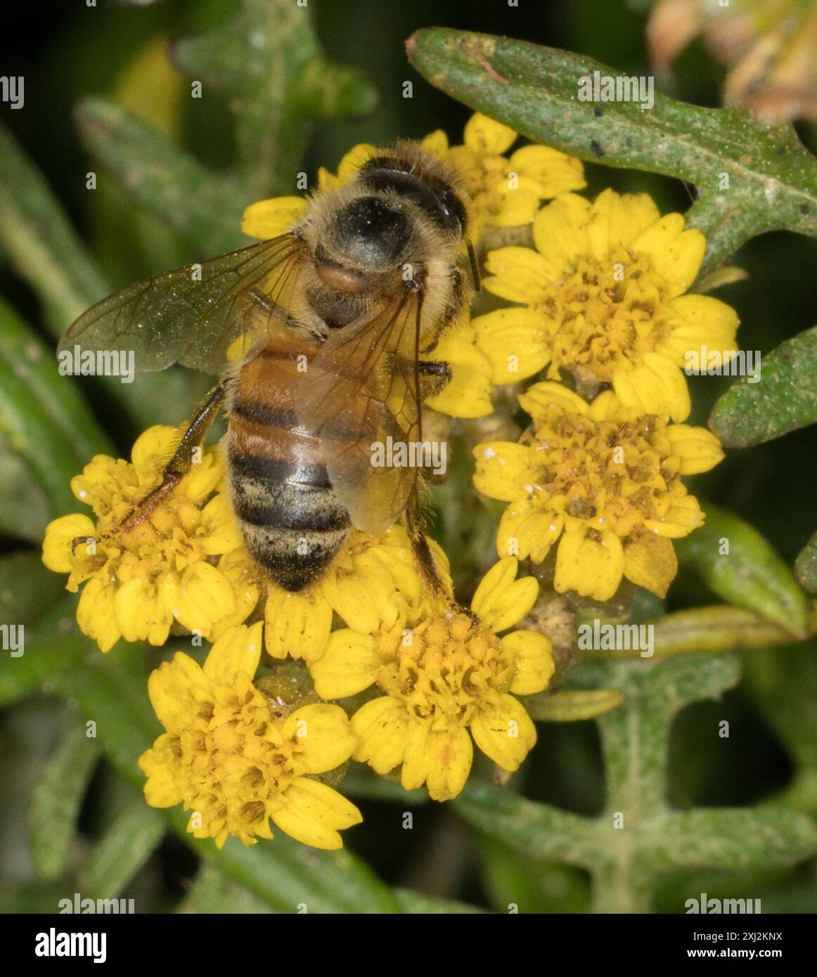 Western Honey Bee (Apis mellifera) Insecta Stock Photo - Alamy