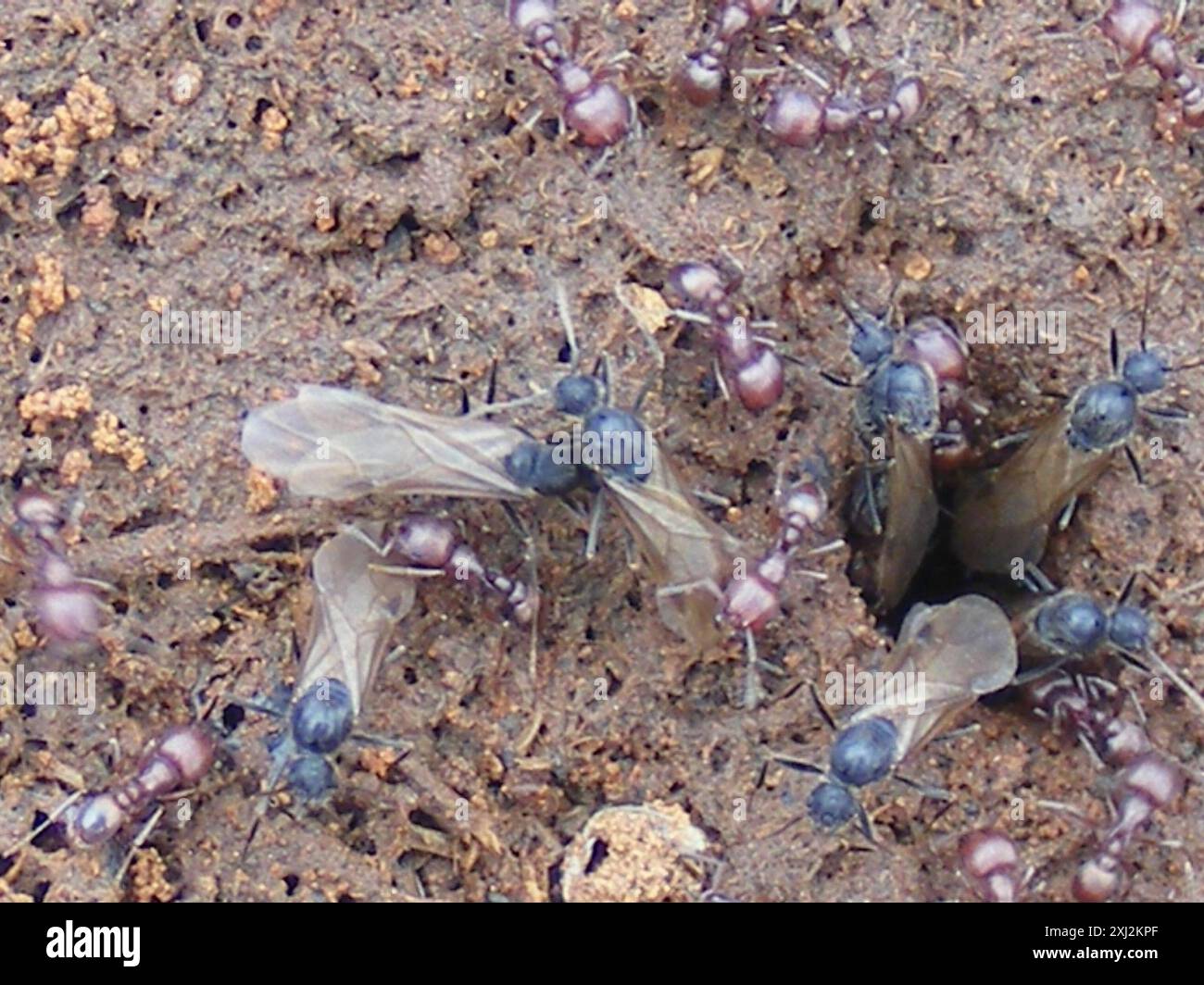 Fierce Insect Red Fierce ant (Tetramorium setuliferum) Insecta Stock Photo - Alamy