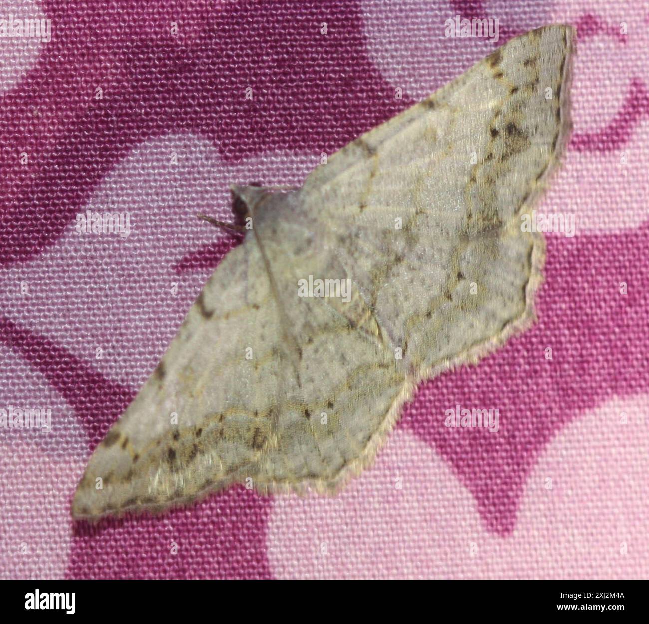Faint-spotted Angle (Digrammia ocellinata) Insecta Stock Photo - Alamy