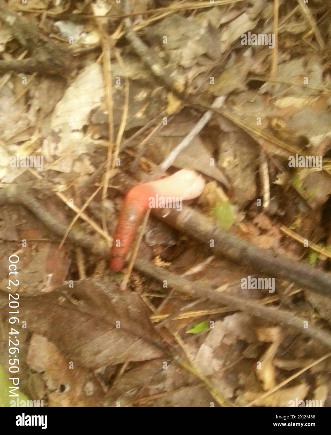devil's dipstick (Mutinus elegans) Fungi Stock Photo - Alamy