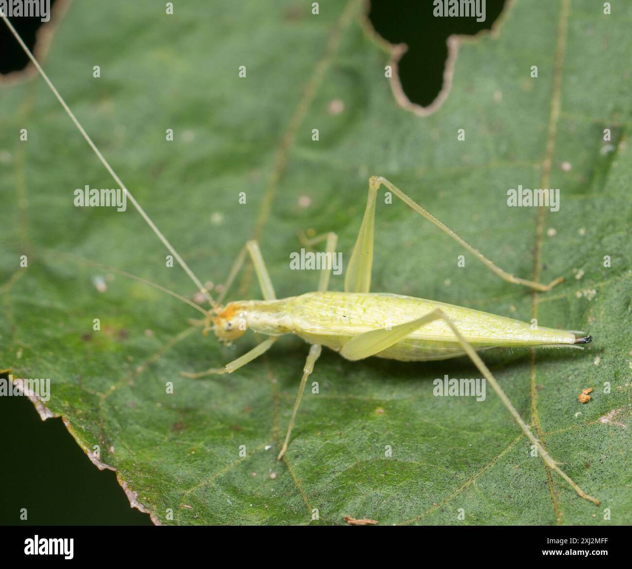 Common Tree Crickets (Oecanthus) Insecta Stock Photo - Alamy