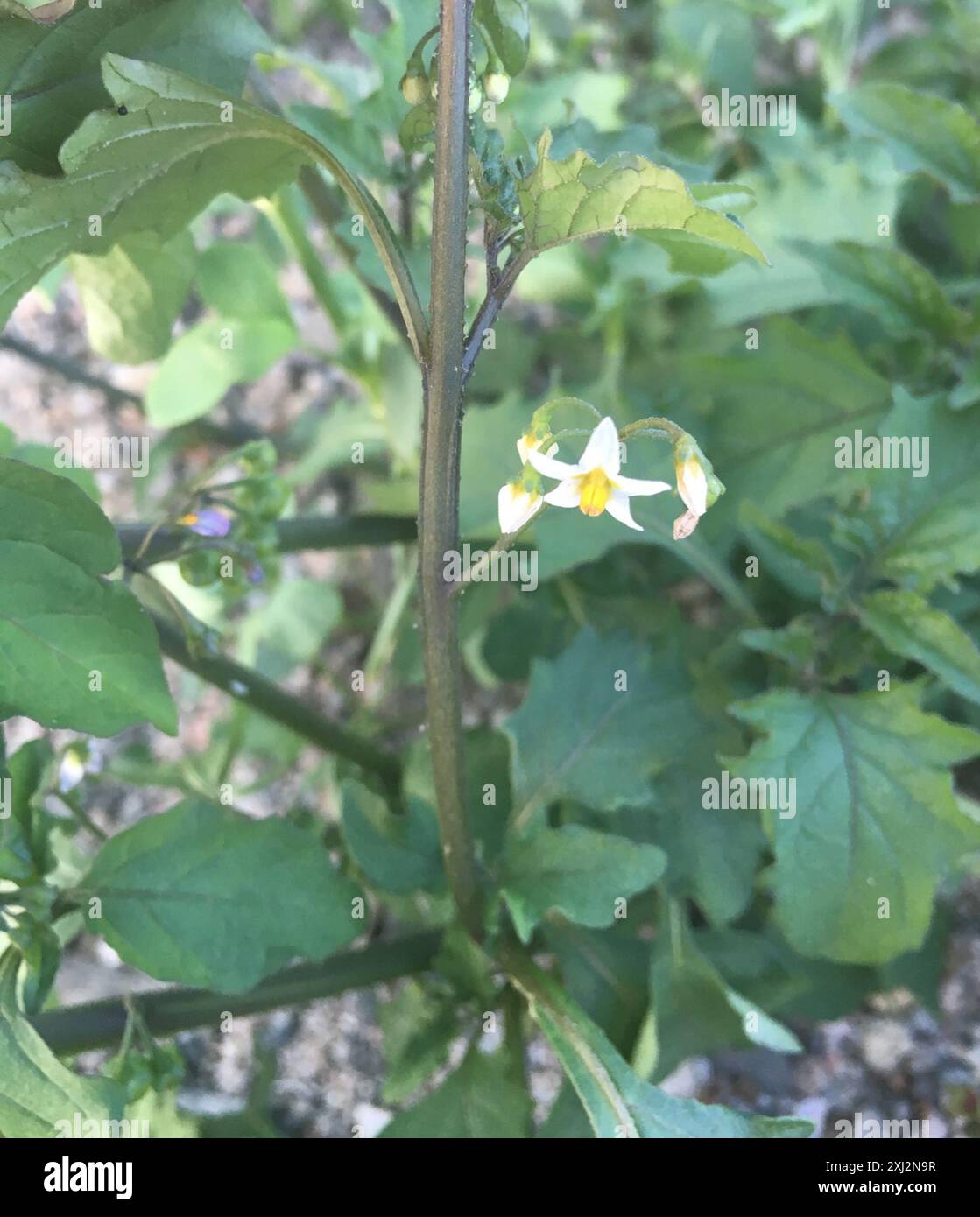 black nightshade (Solanum nigrum) Plantae Stock Photo - Alamy