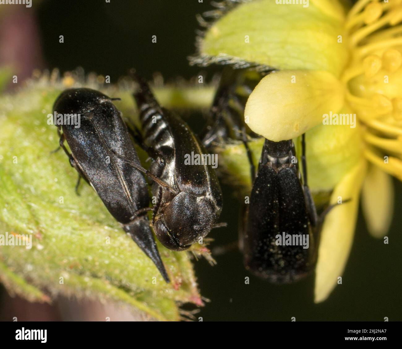 Tumbling Flower Beetles (Mordellidae) Insecta Stock Photo - Alamy