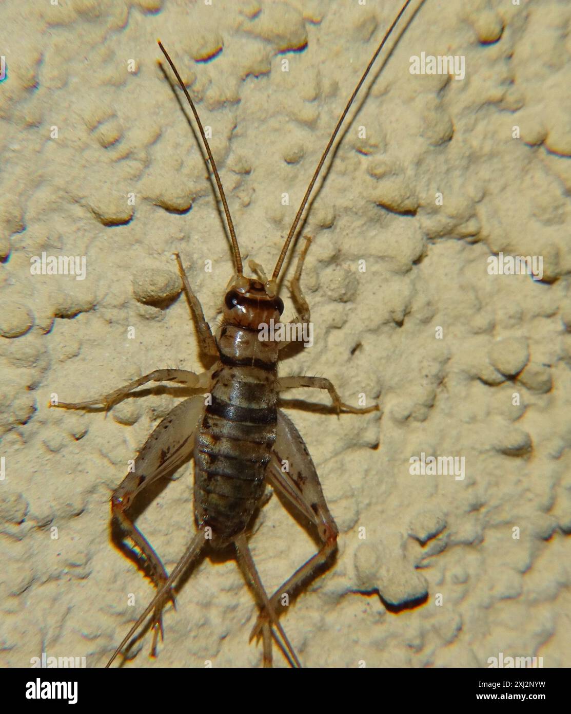 Tropical House Cricket (Gryllodes sigillatus) Insecta Stock Photo - Alamy